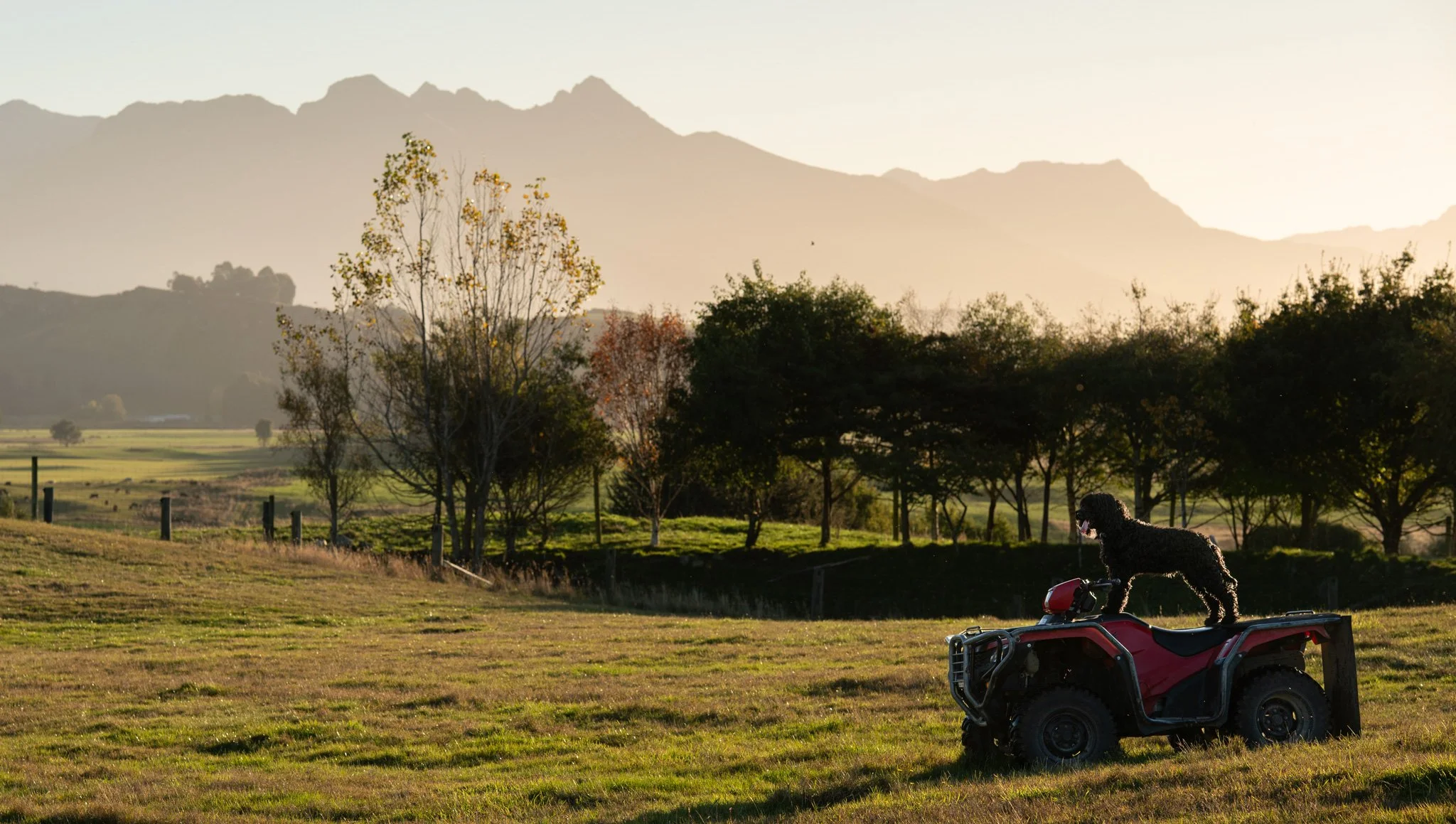 A black dog standing on a red ATV in a rural field during sunset, with trees and mountains in the background.