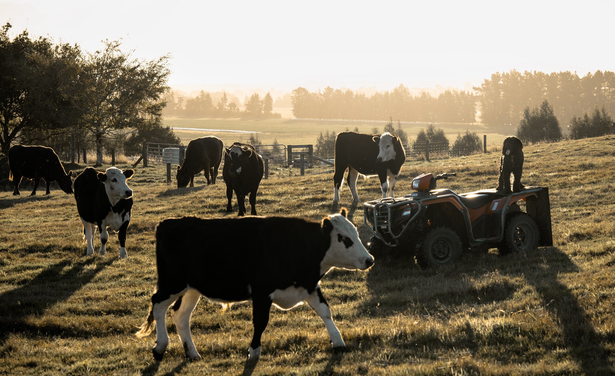 Cattle grazing on Maunga Tipu property in Fiordland with native forest and pastoral landscape, showcasing authentic rural New Zealand farm life