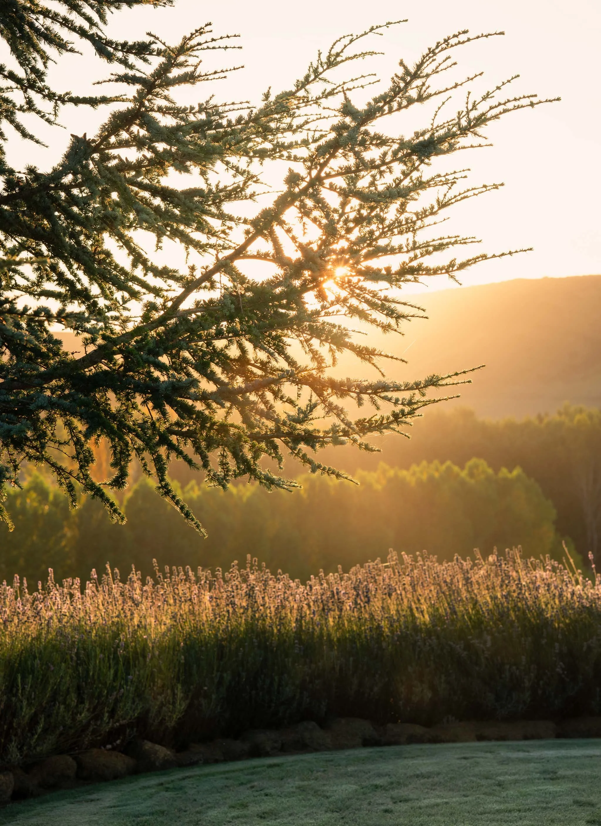 Sunset over a field with a large tree in the foreground and rolling hills in the background.