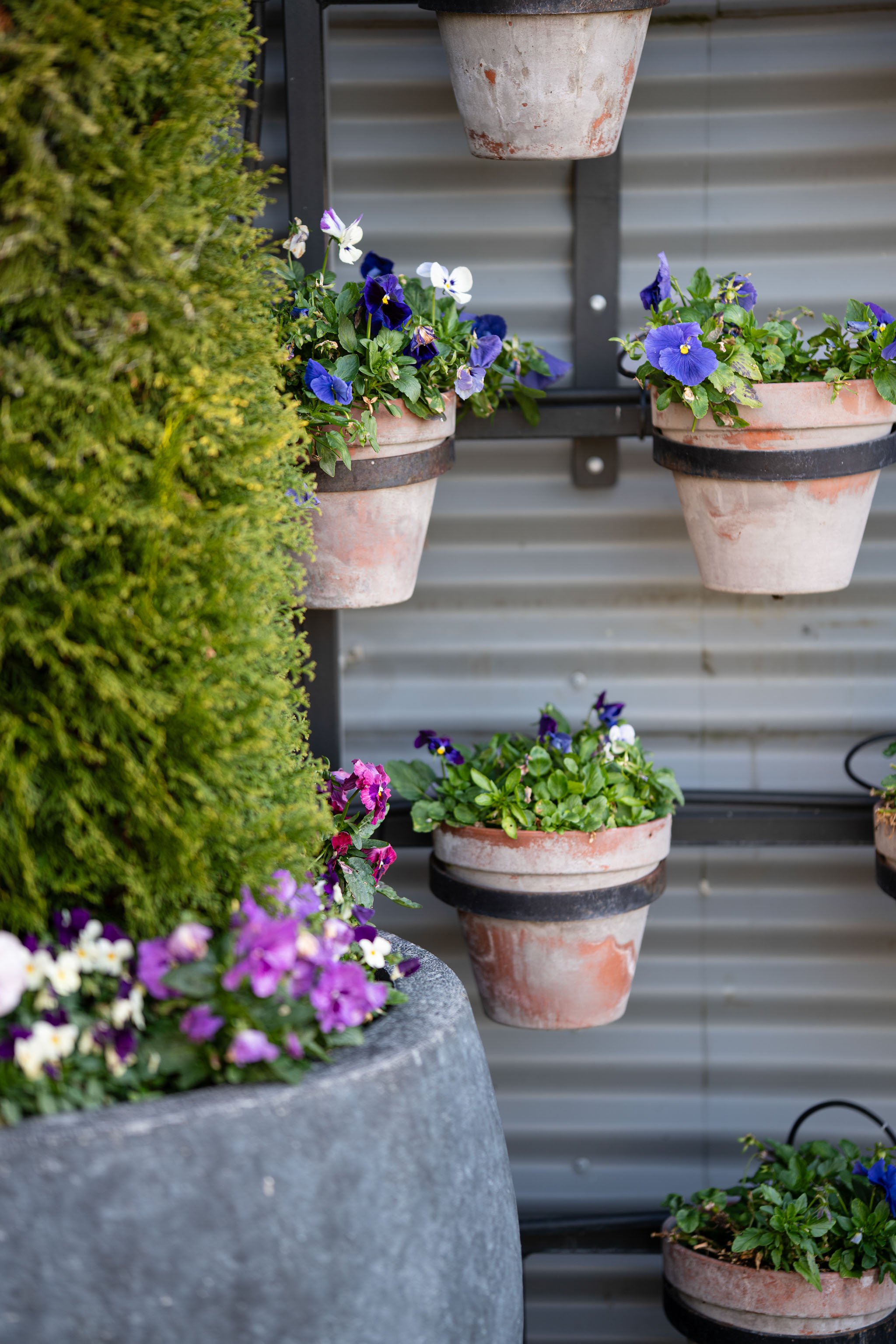 Colorful potted flowers, including violas and primroses, on a black metal shelf in front of a grey metal wall.