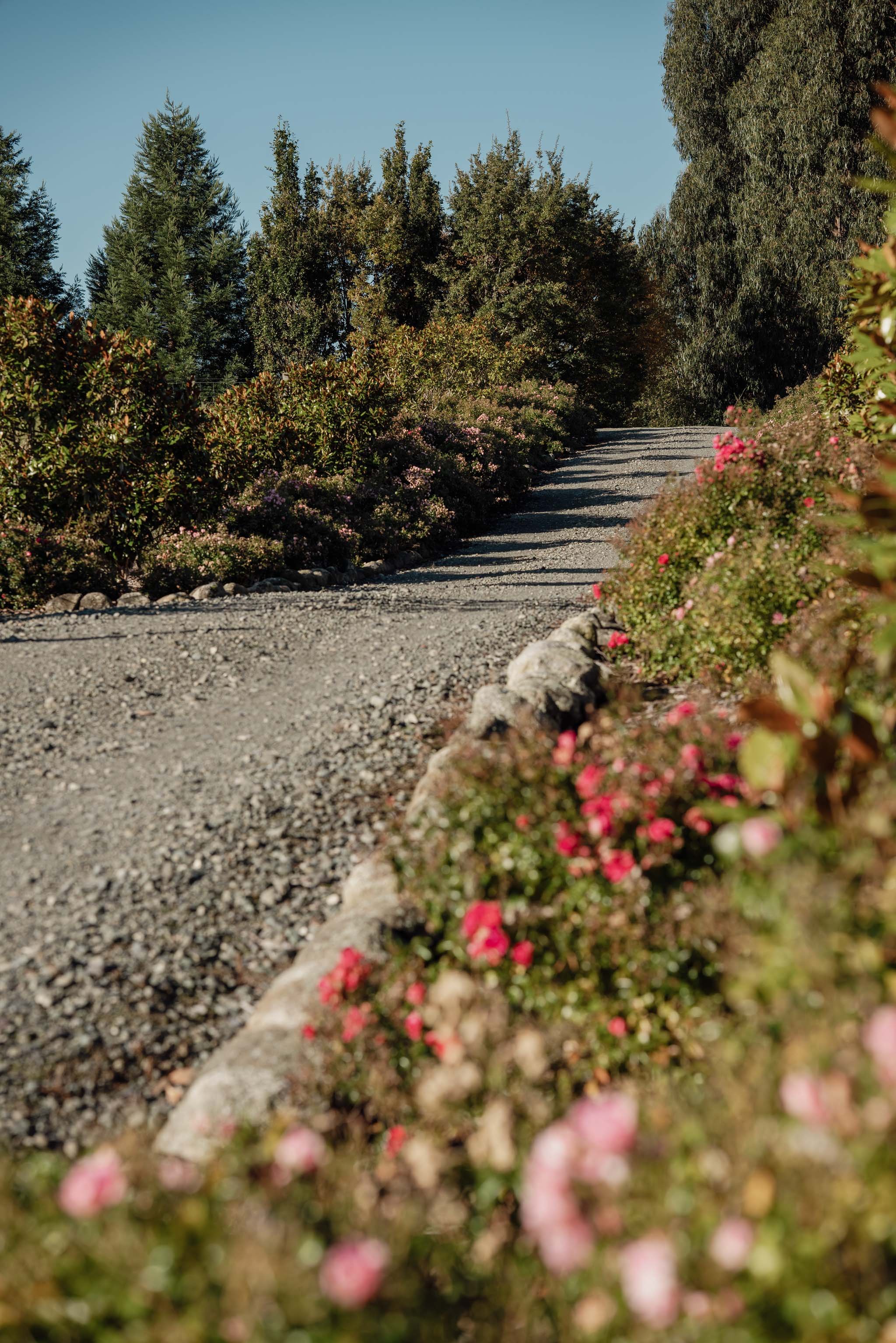 A gravel path winding through a garden with pink flowers and dense green trees on either side under a clear blue sky.