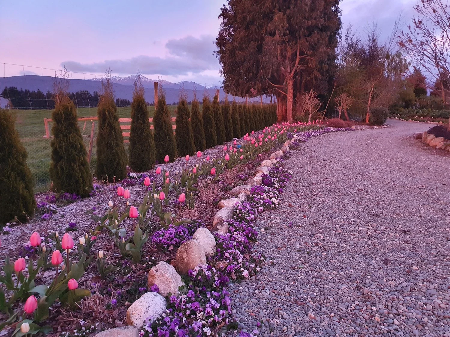 tulips in pink  sunrise