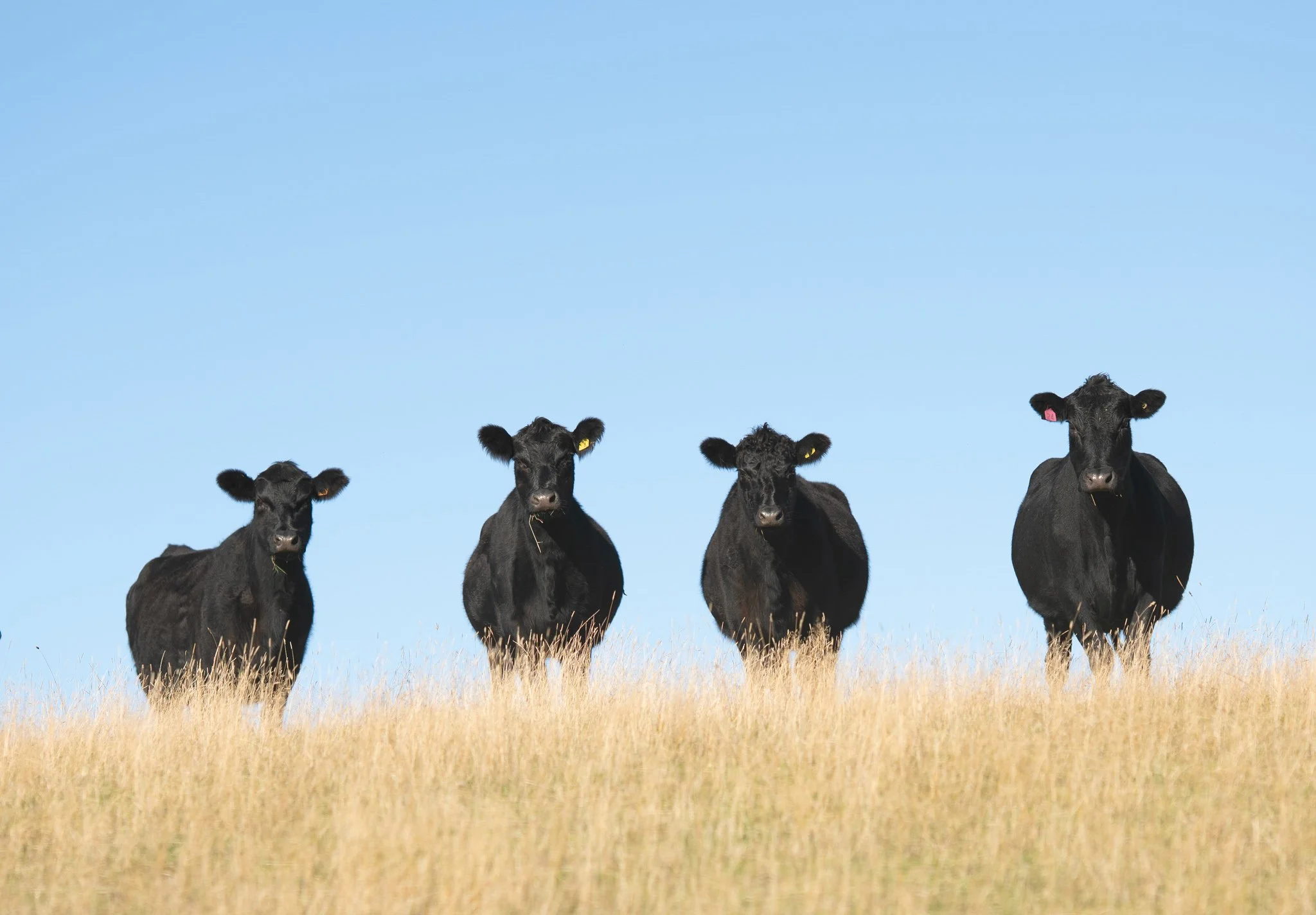 Four black calves standing in a grassy field under a clear blue sky.