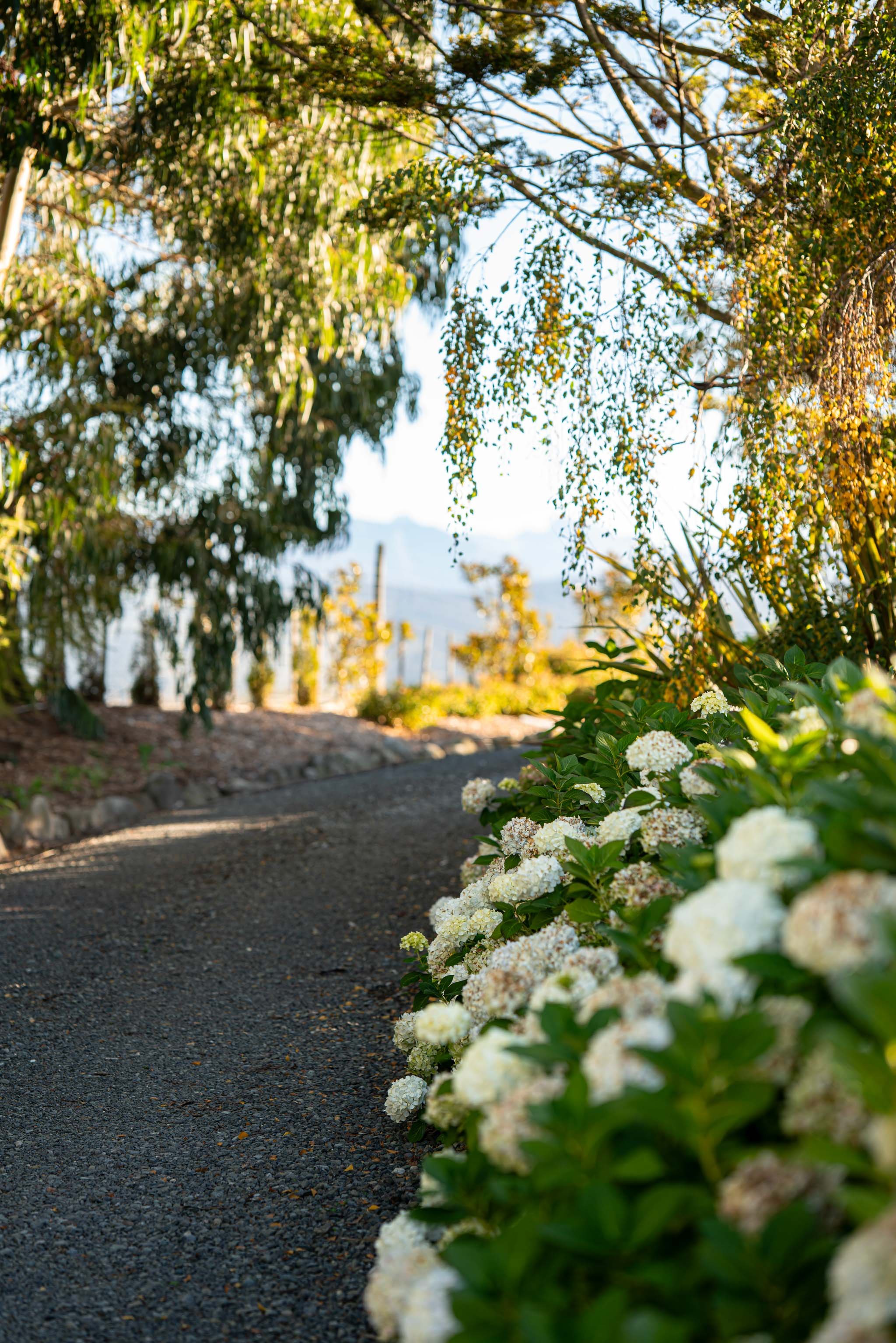 Pathway with white flowering bushes on the right and trees overhead, sunlight filtering through.