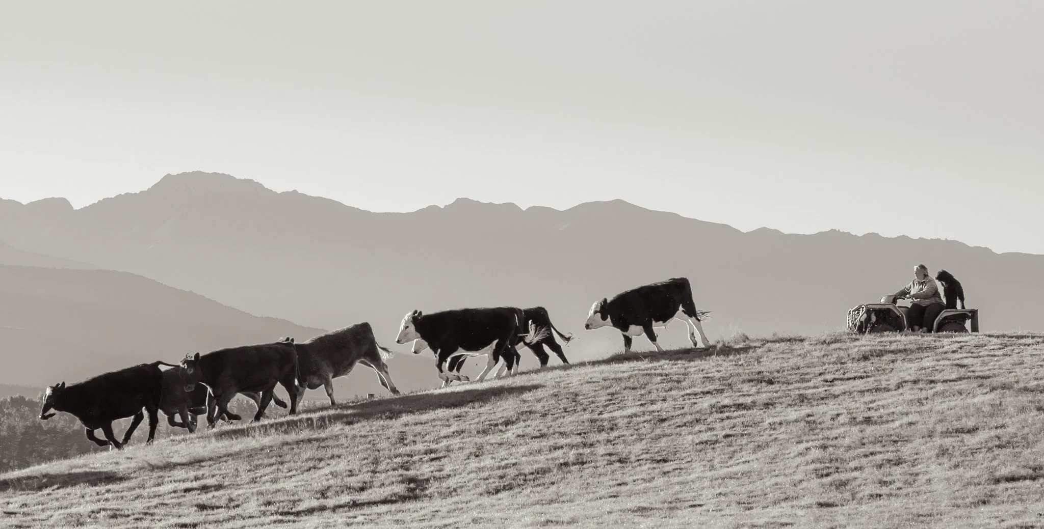 A person riding a small tractor or vehicle on a grassy hillside with cows grazing nearby, mountains in the background.