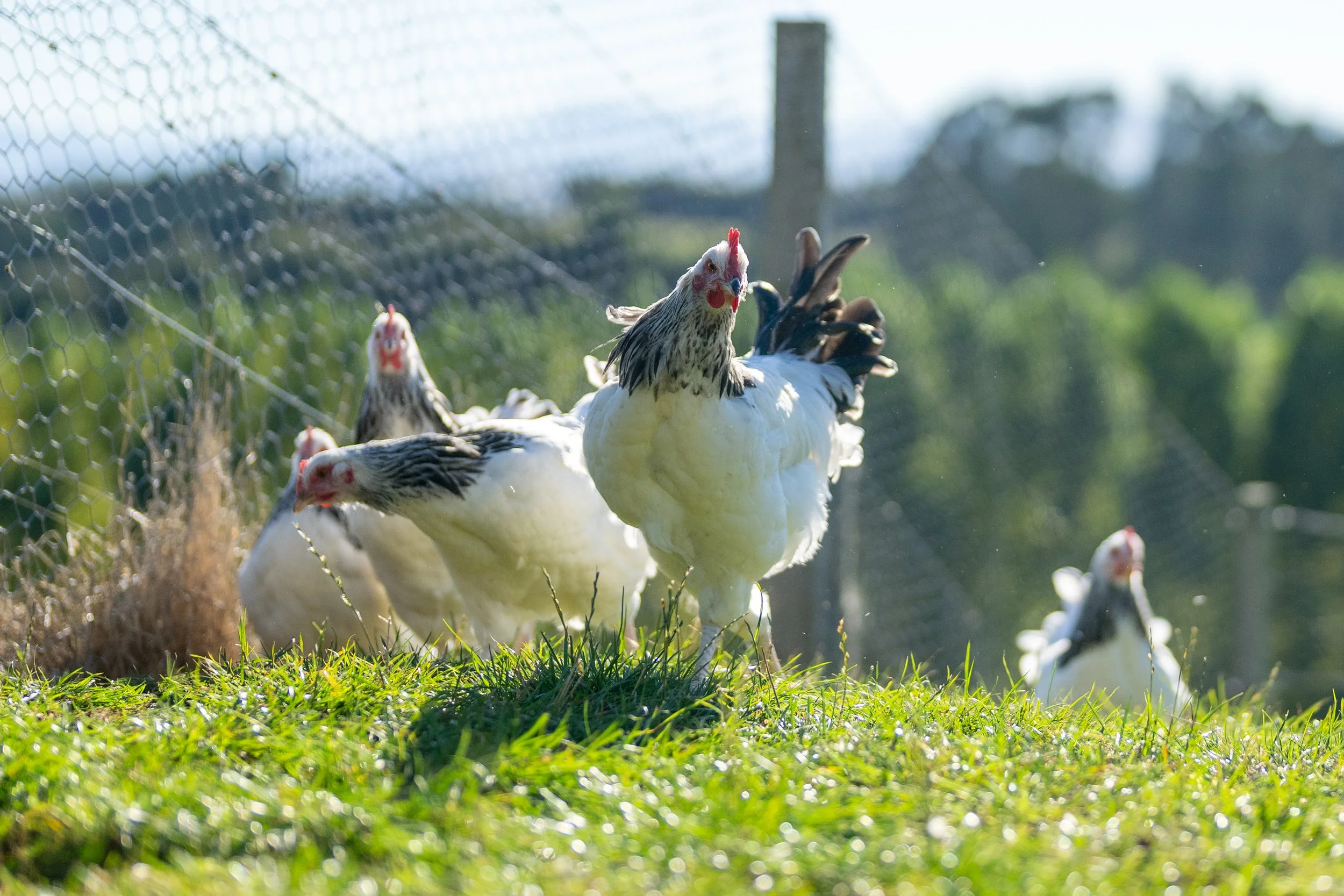 Chickens at Maunga Tipu producing fresh eggs for guests' garden-to-table cooking experience with Fiordland mountains in background