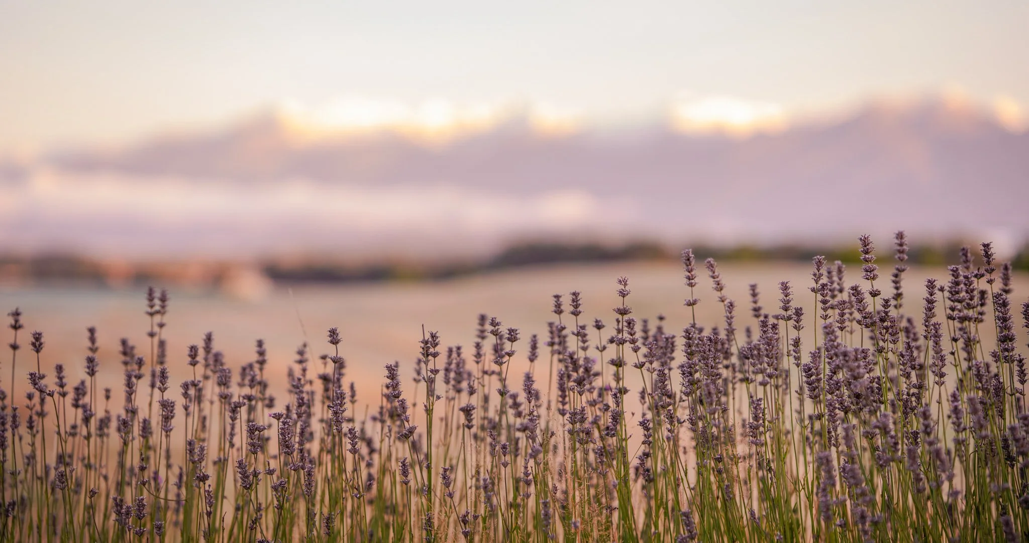 A close-up of lavender flowers in the foreground with a blurred body of water and sky in the background during sunset.