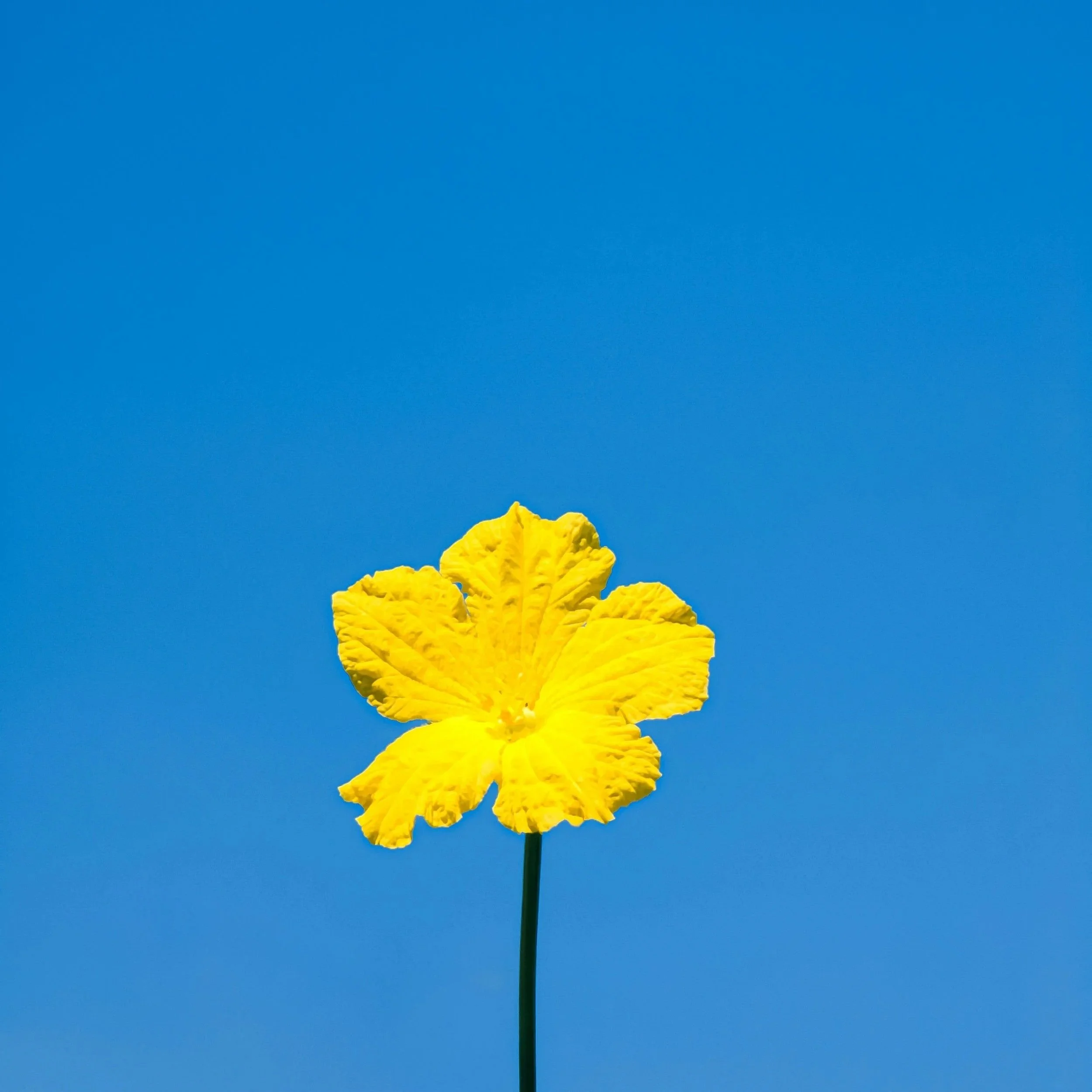 Yellow flower with ruffled petals against a clear blue sky.