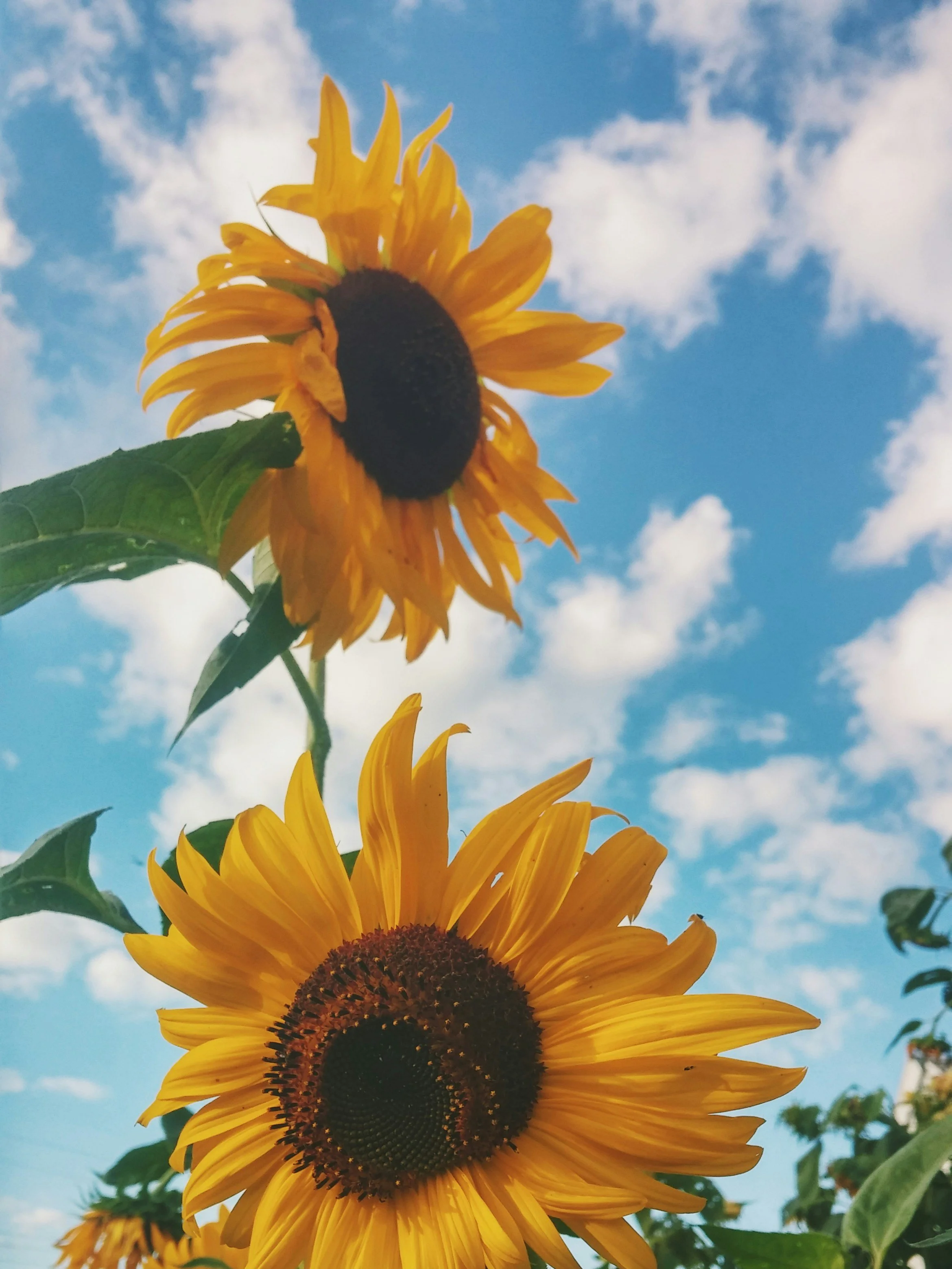 Close-up of a sunflower with bright yellow petals and dark center against a blue sky with scattered clouds.