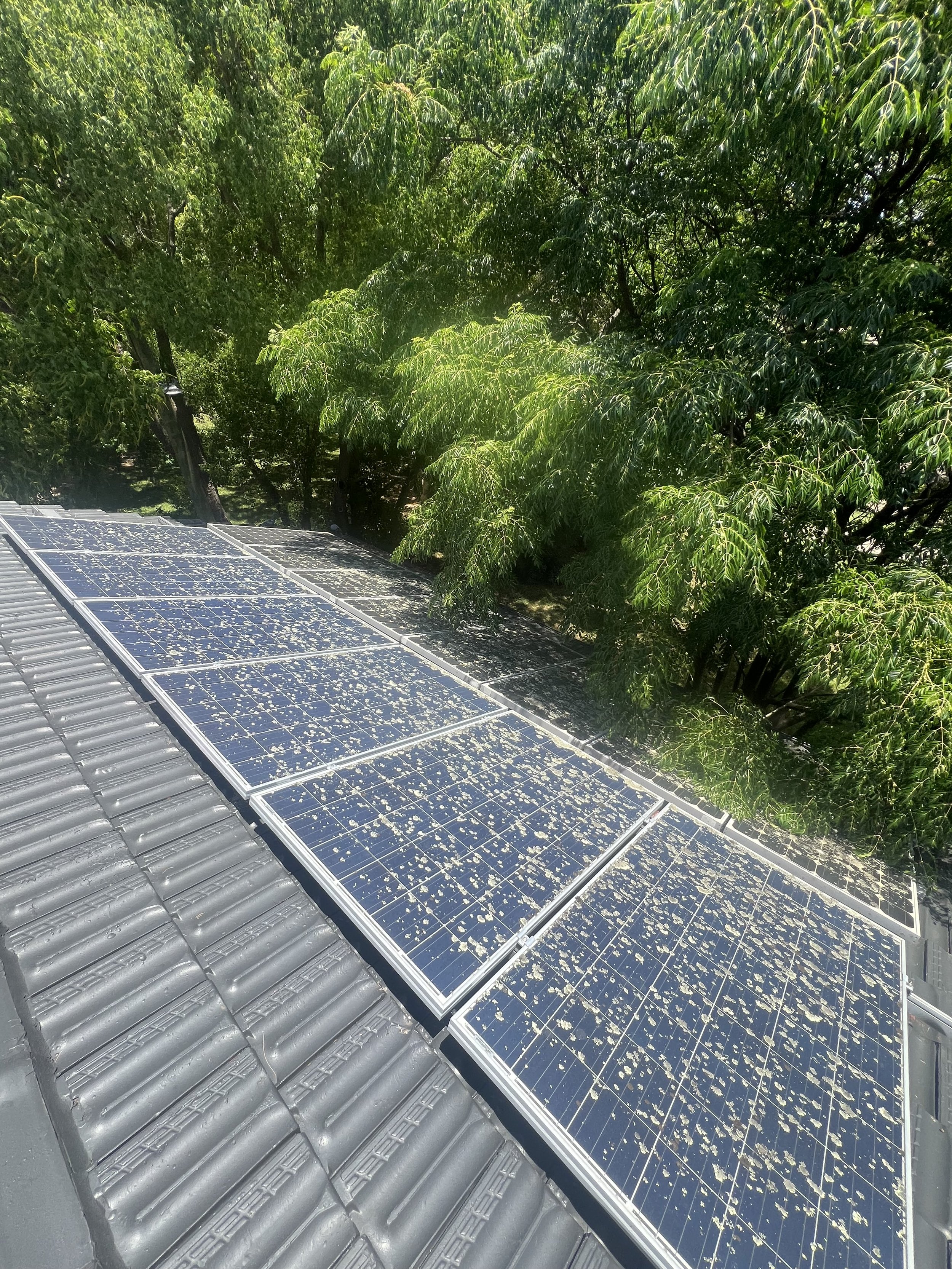 Solar panels installed on a sloped roof with green trees in the background.