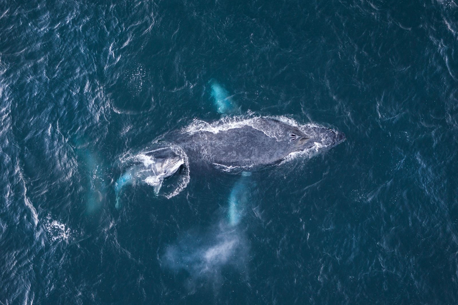 Vista aérea de una ballena y su ballenato en el océano con burbujas y agua en movimiento alrededor.