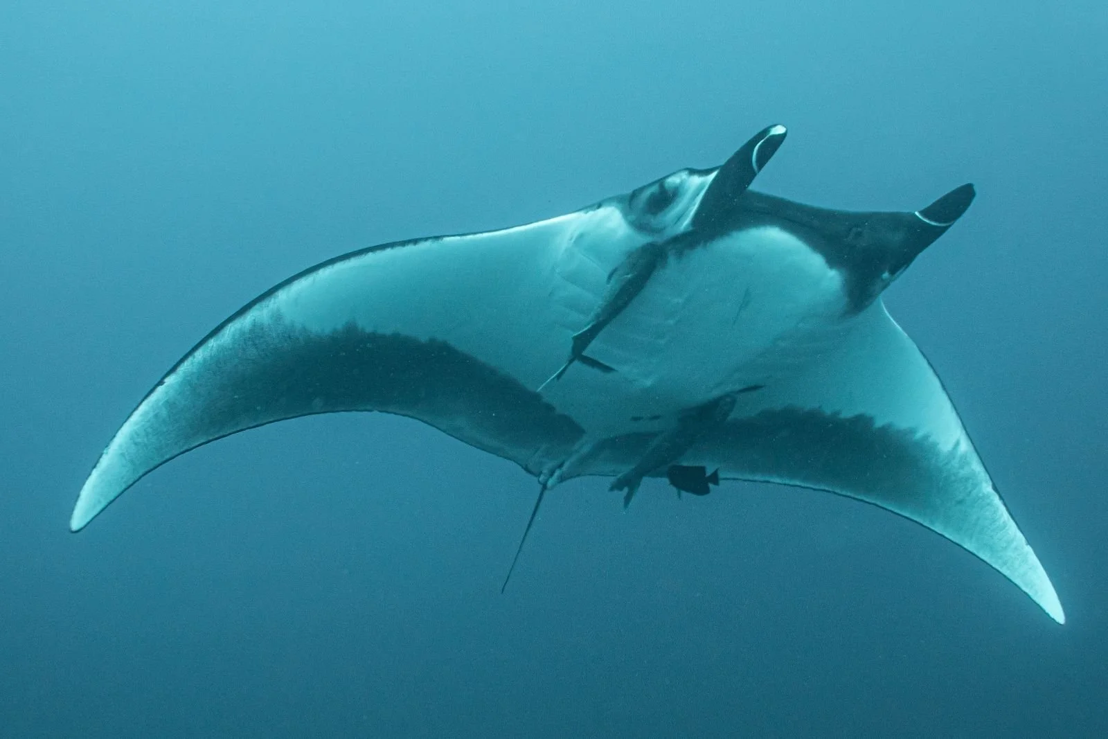 Medio ambiente marino con una raya.