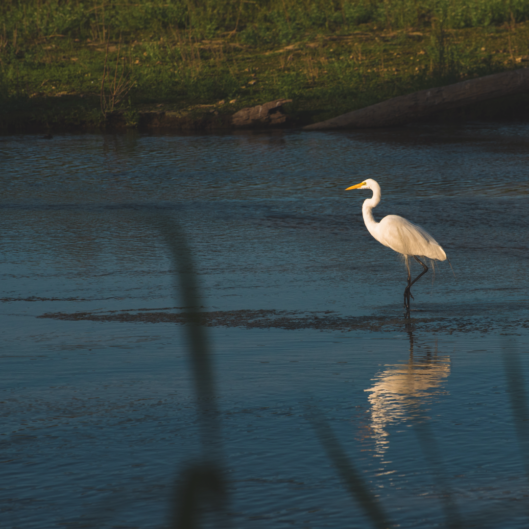 Un gran garza blanca en el agua de un río o lago, con vegetación a la orilla.