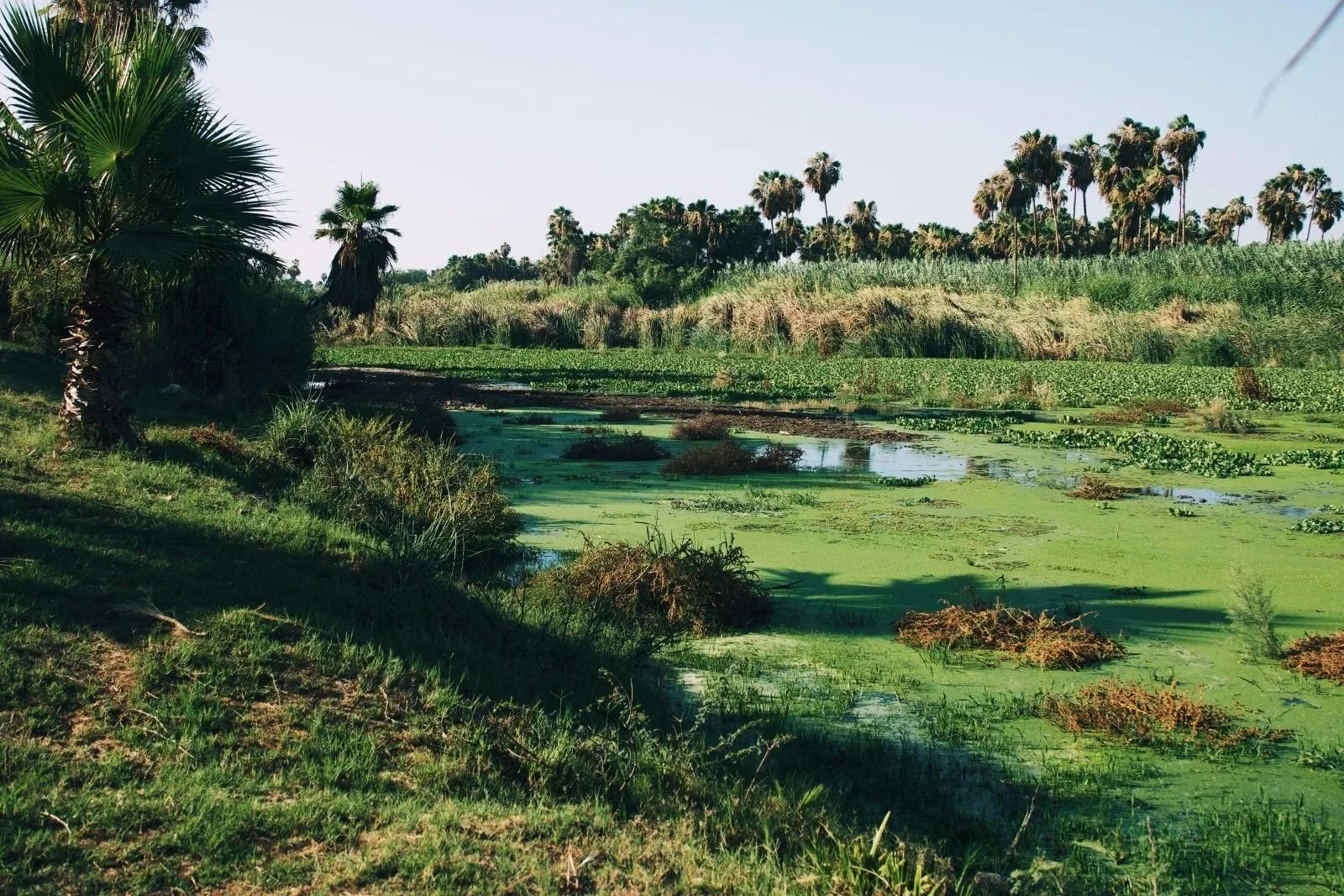 Paisaje natural con palmeras, pequeñas aguas rodeadas de vegetación acuática y plantas de río.