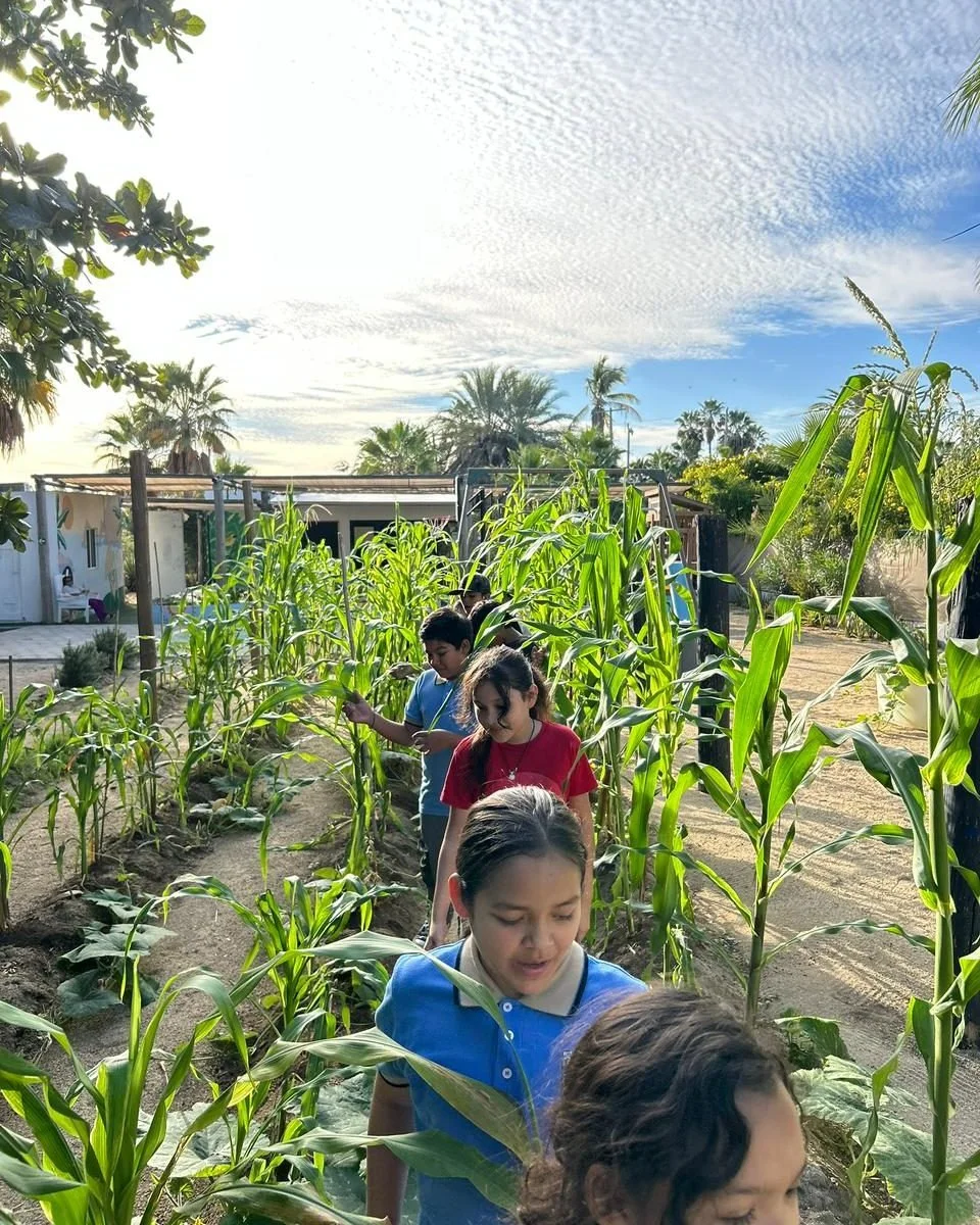 Niños pequeños caminando entre filas de maíz en un jardín o huerto, con árboles y cielo despejado en el fondo.