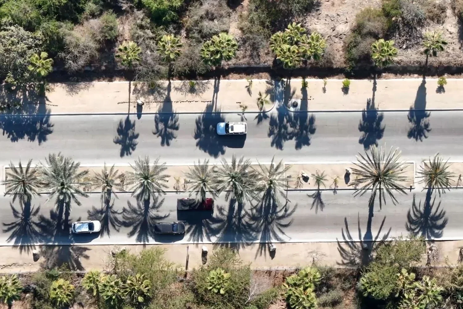 Vista aérea de una calle con árboles de palmeras en cada lado, sombra de las palmeras proyectada en la calle, varios autos circulando, paisaje árido con vegetación en el fondo.