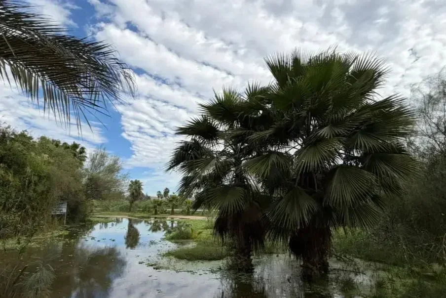 Etiquetan 100 MDP para conservación y recuperación del Estero de San José del Cabo