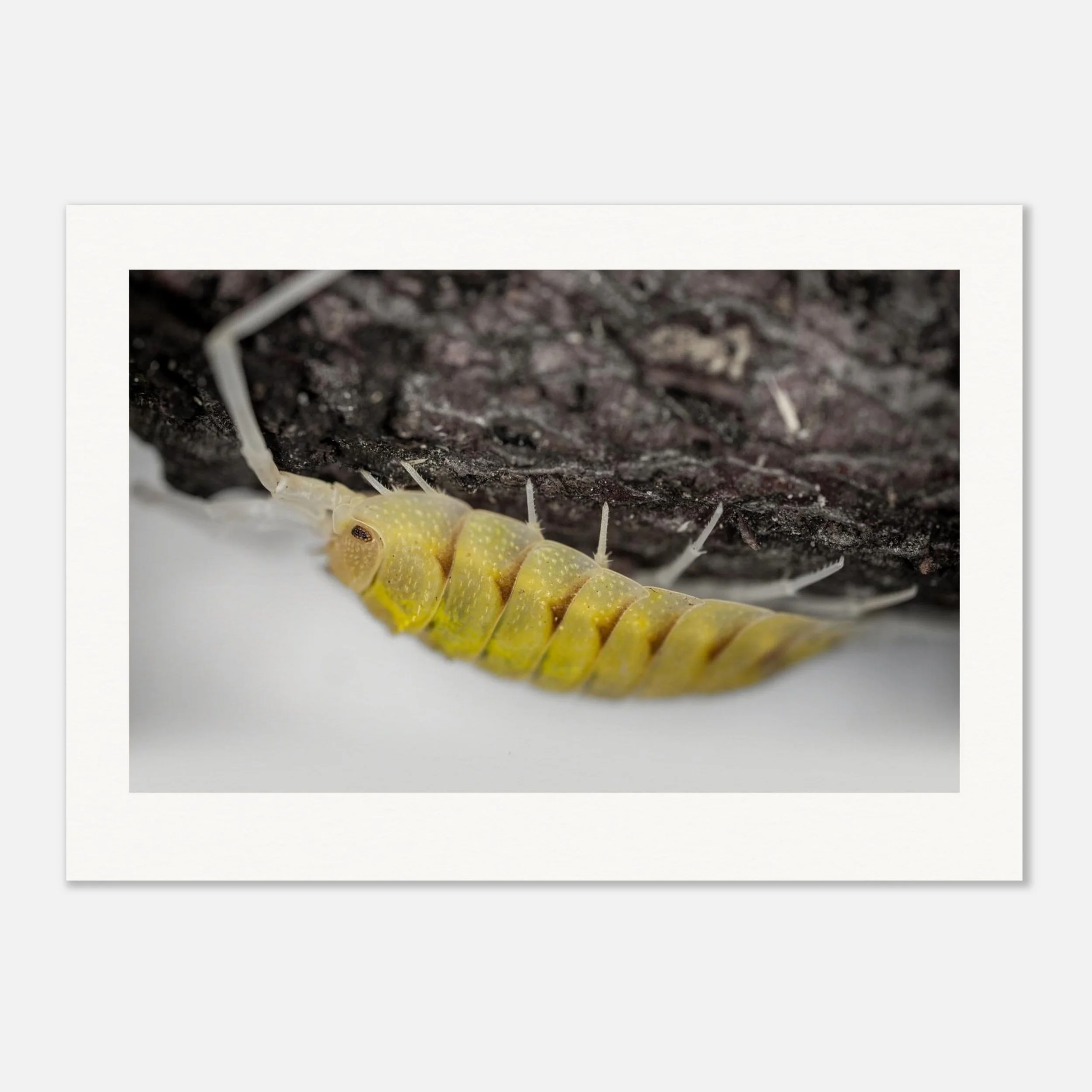 unframed yellow lemonade ispod insect prints
