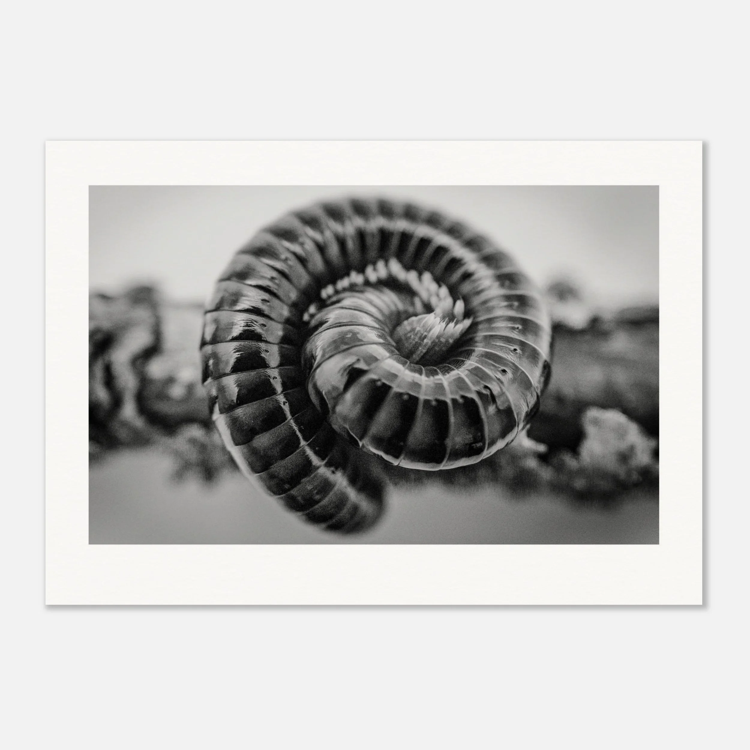 Centrobolus fulgidus \\ Black Fire Print