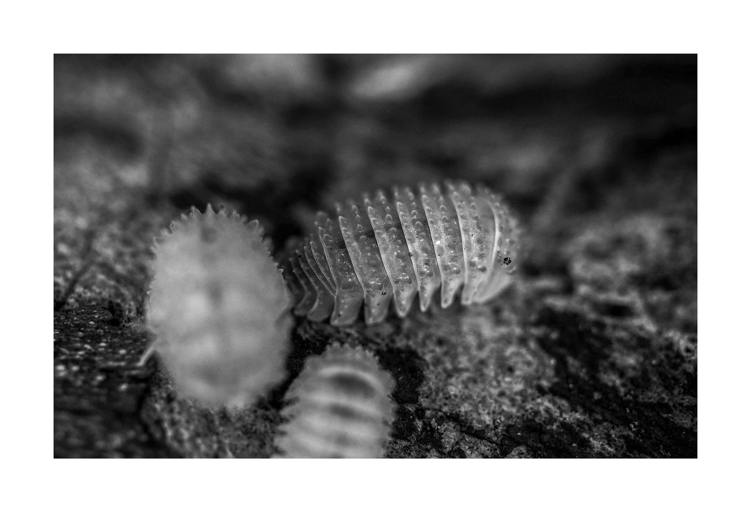 pineapple isopod wall art 003
