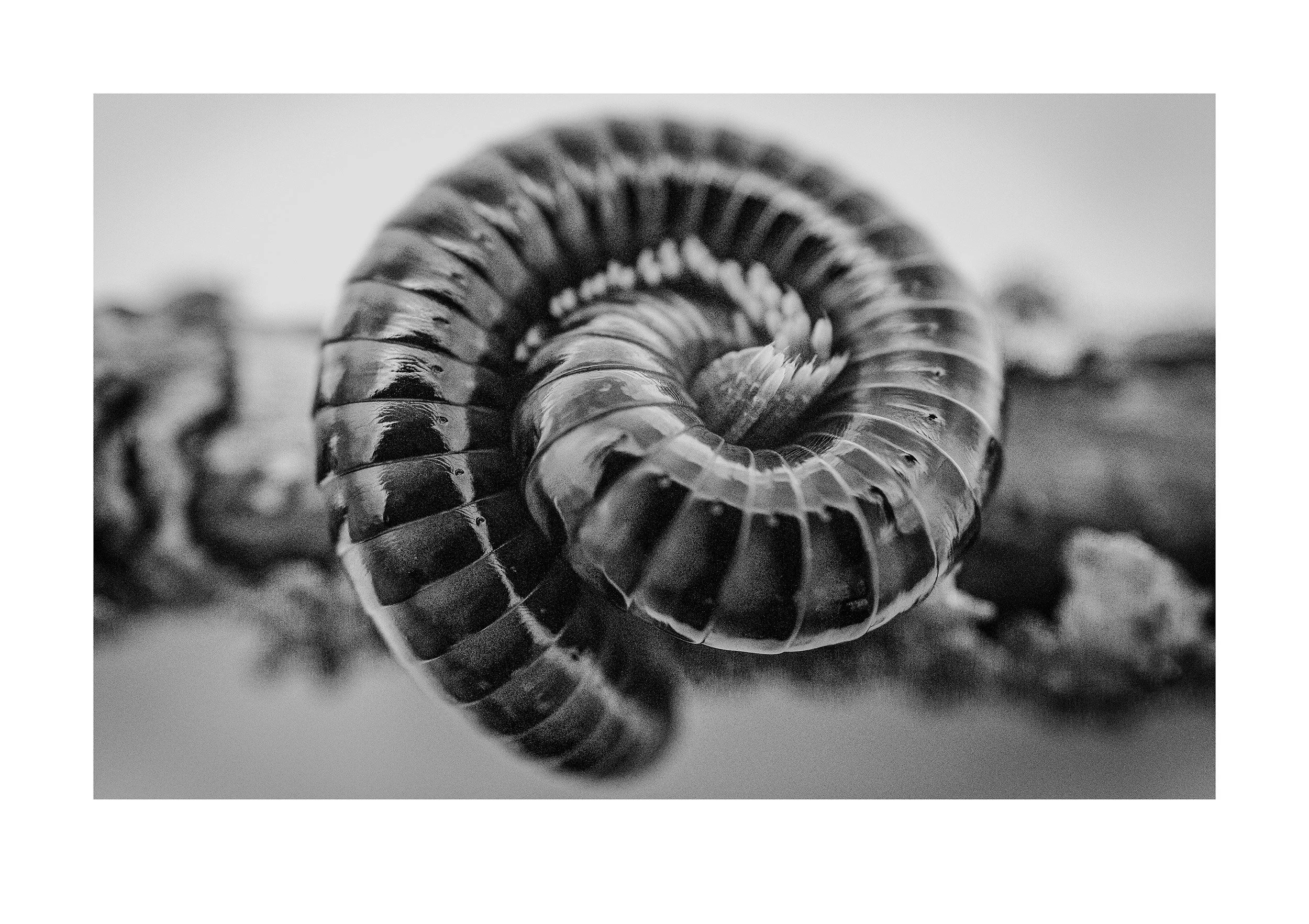 Millipede Coil 004 art print