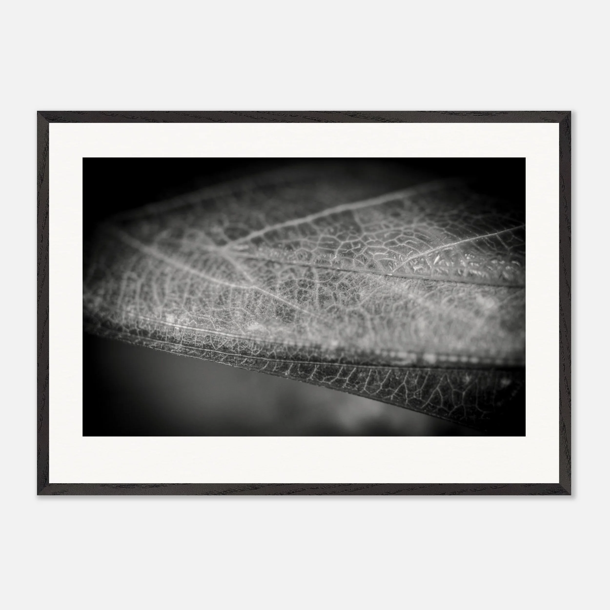 Rhombomantis longipennis \\ Candy Mantis Print