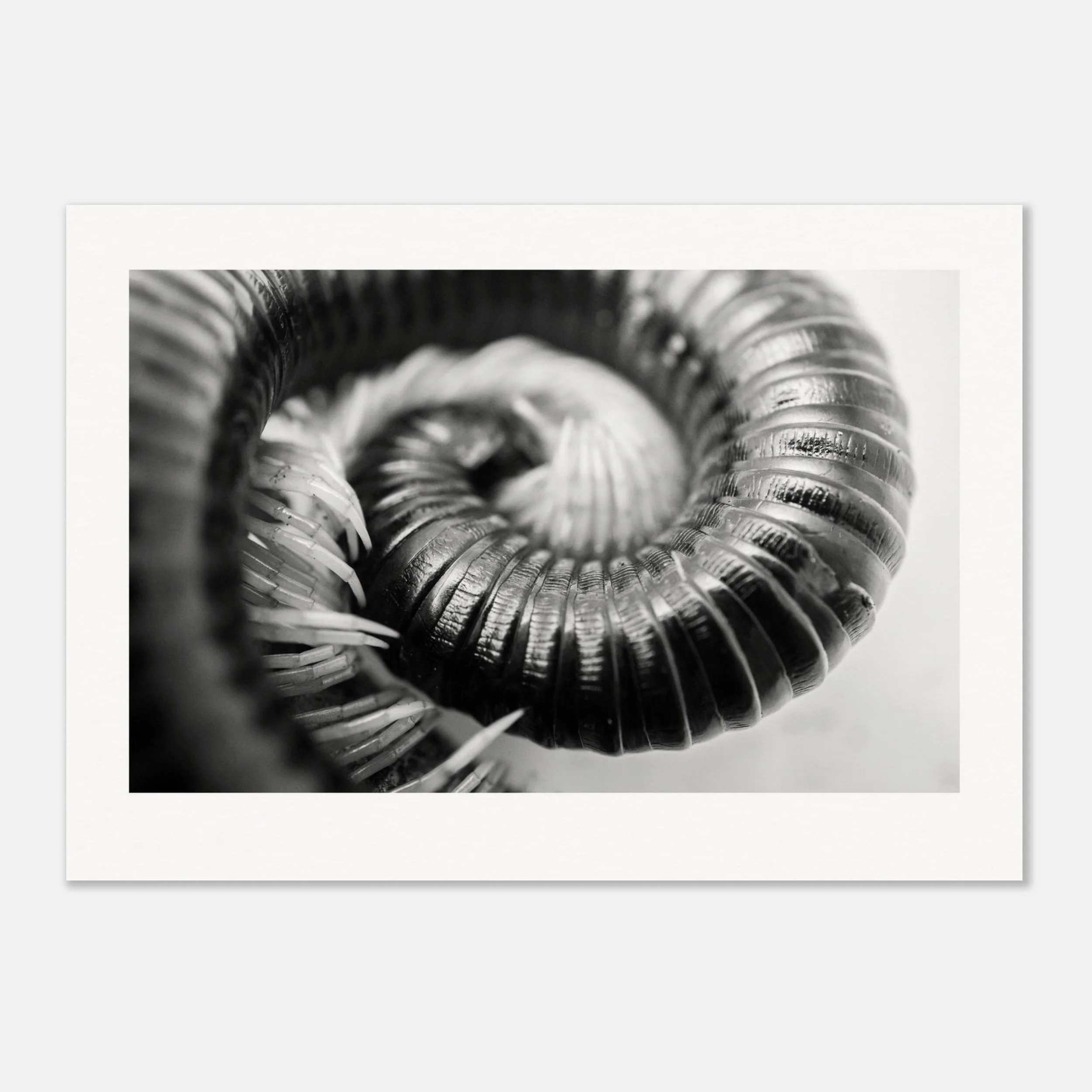 Goliath Pink Leg Millipede Framed Art Print