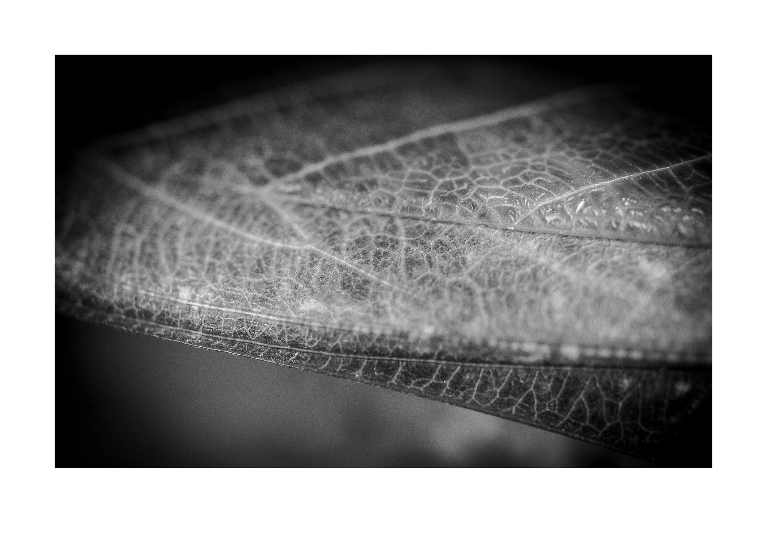 mantis wing art print 002