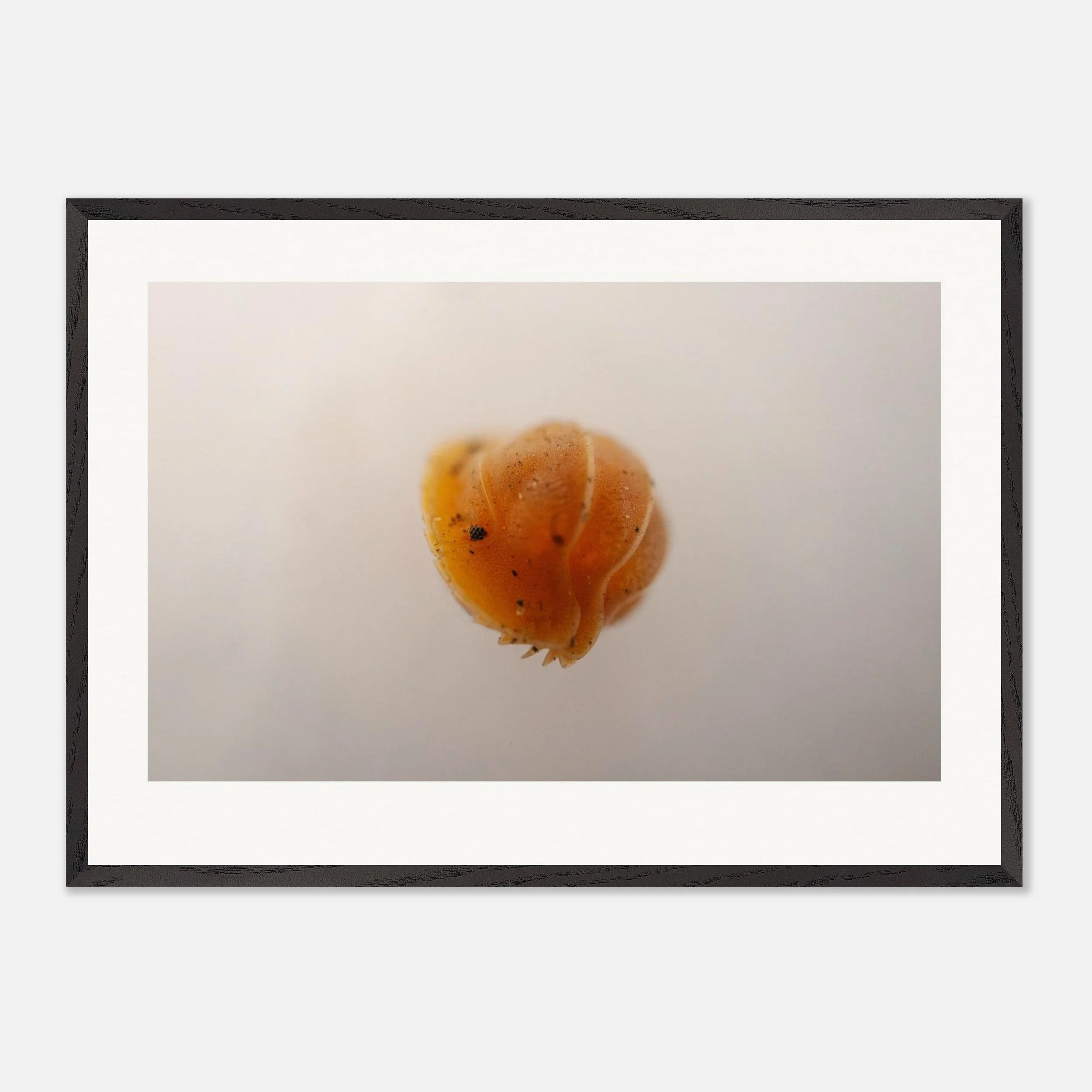 Cubris sp. \\ Crabby Print