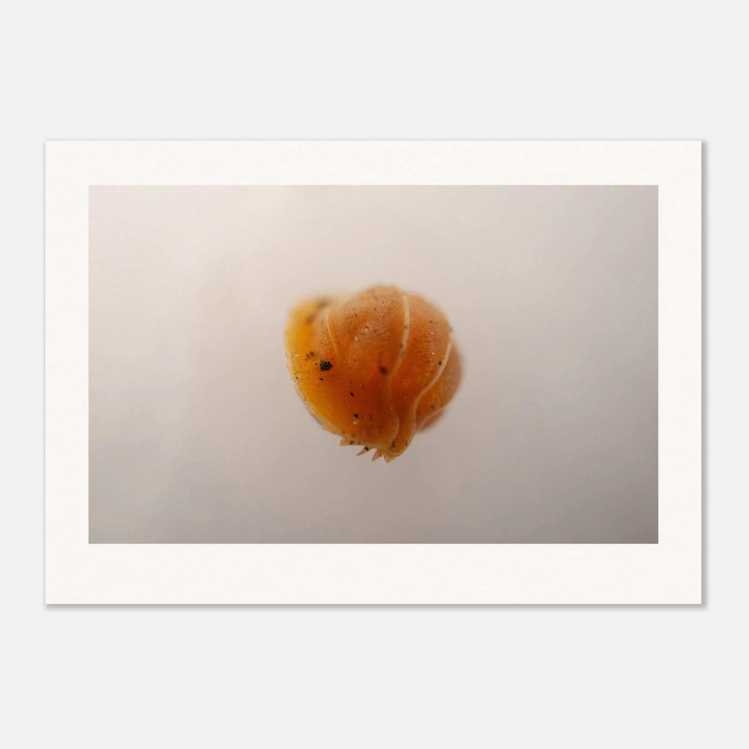 bug ispod prints