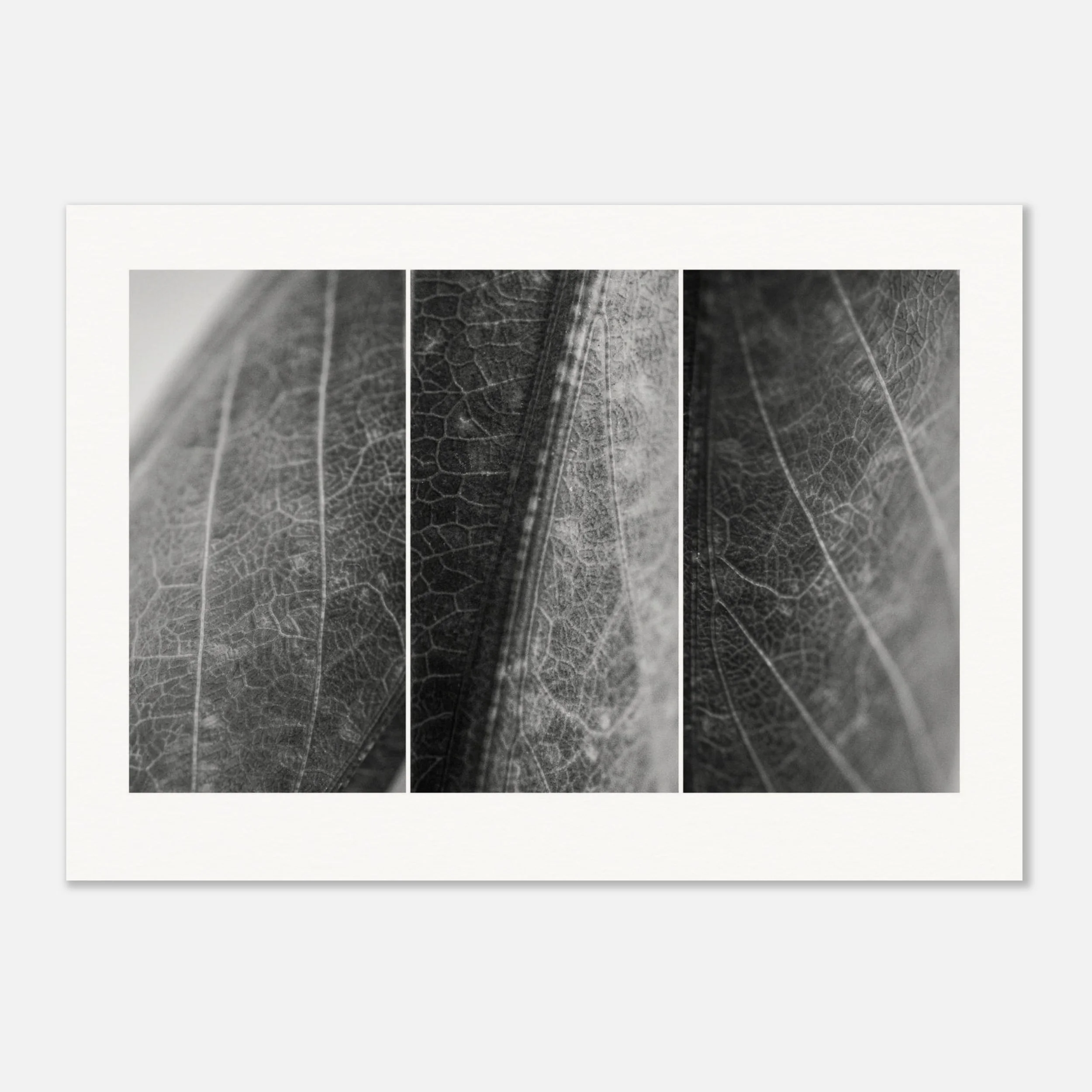 praying mantis poster print