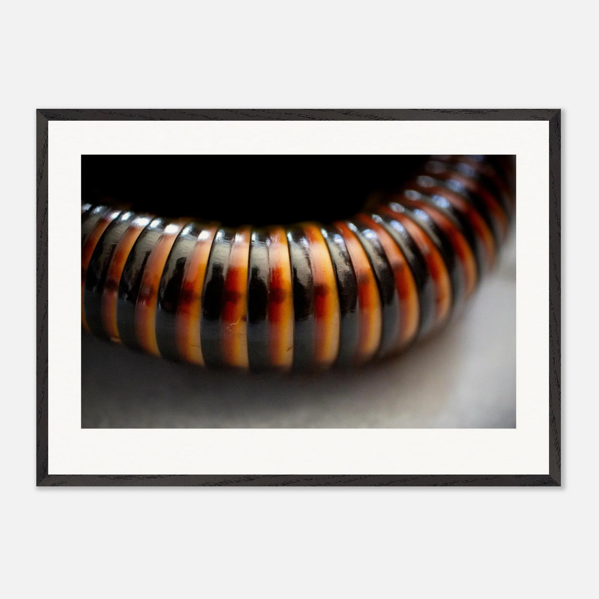 Pelmatojulus ligulatus \\ Giant Tiger Print