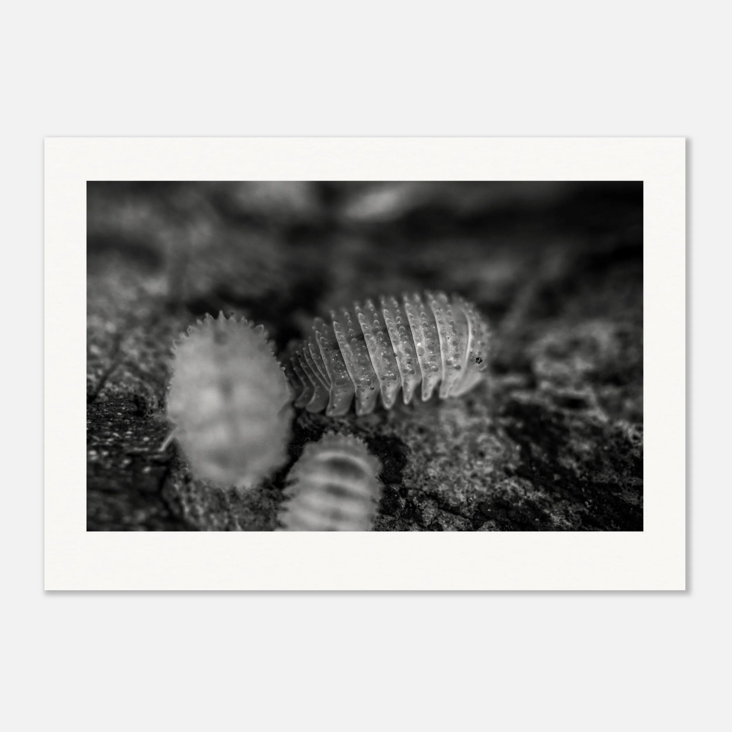 Cristarmadillidium muricatum \\ Crystal Pineapple Print