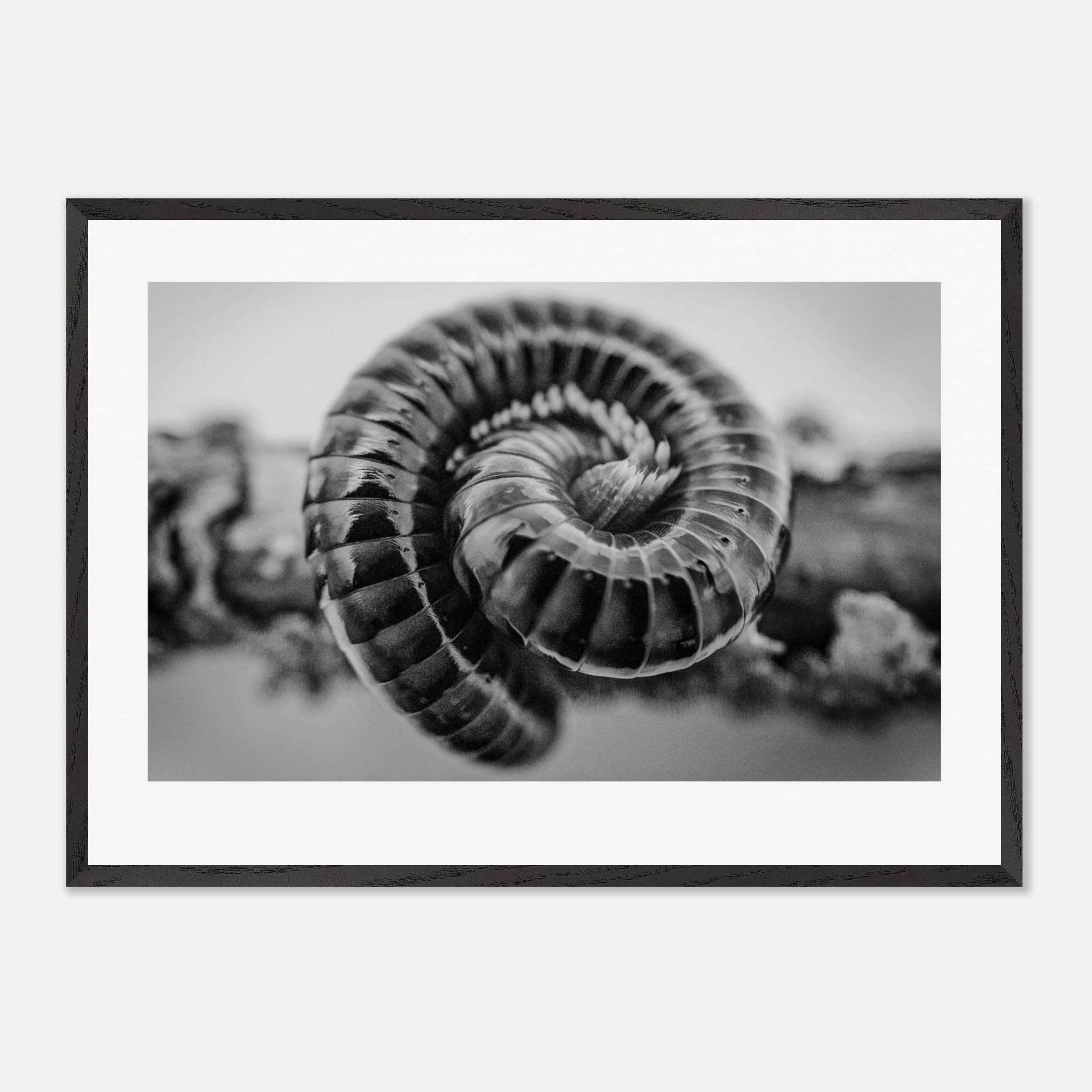 Centrobolus fulgidus \\ Black Fire Print
