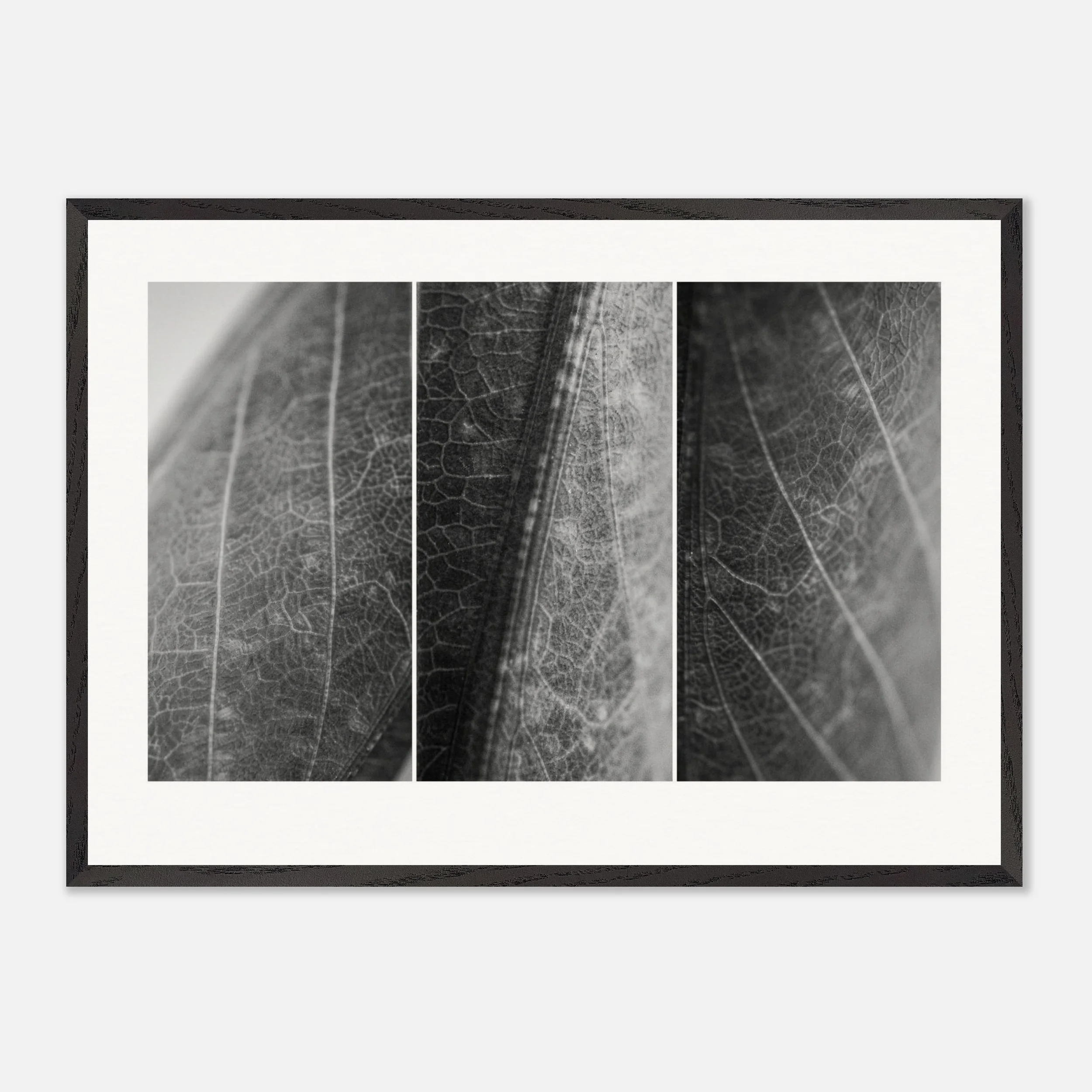 Rhombomantis longipennis \\ Candy Mantis Trio Print
