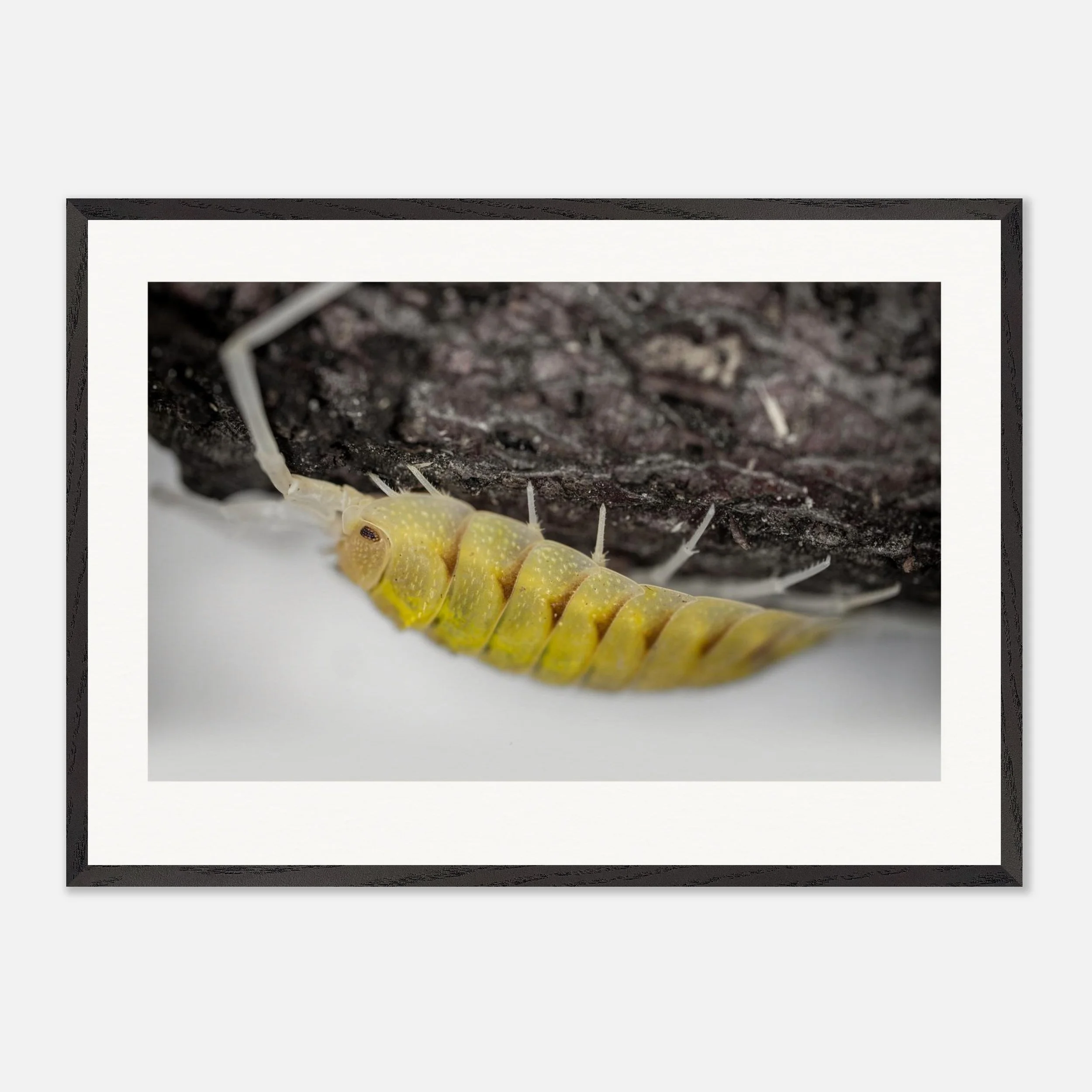 Porcellio bolivari \\ Lemonade Print