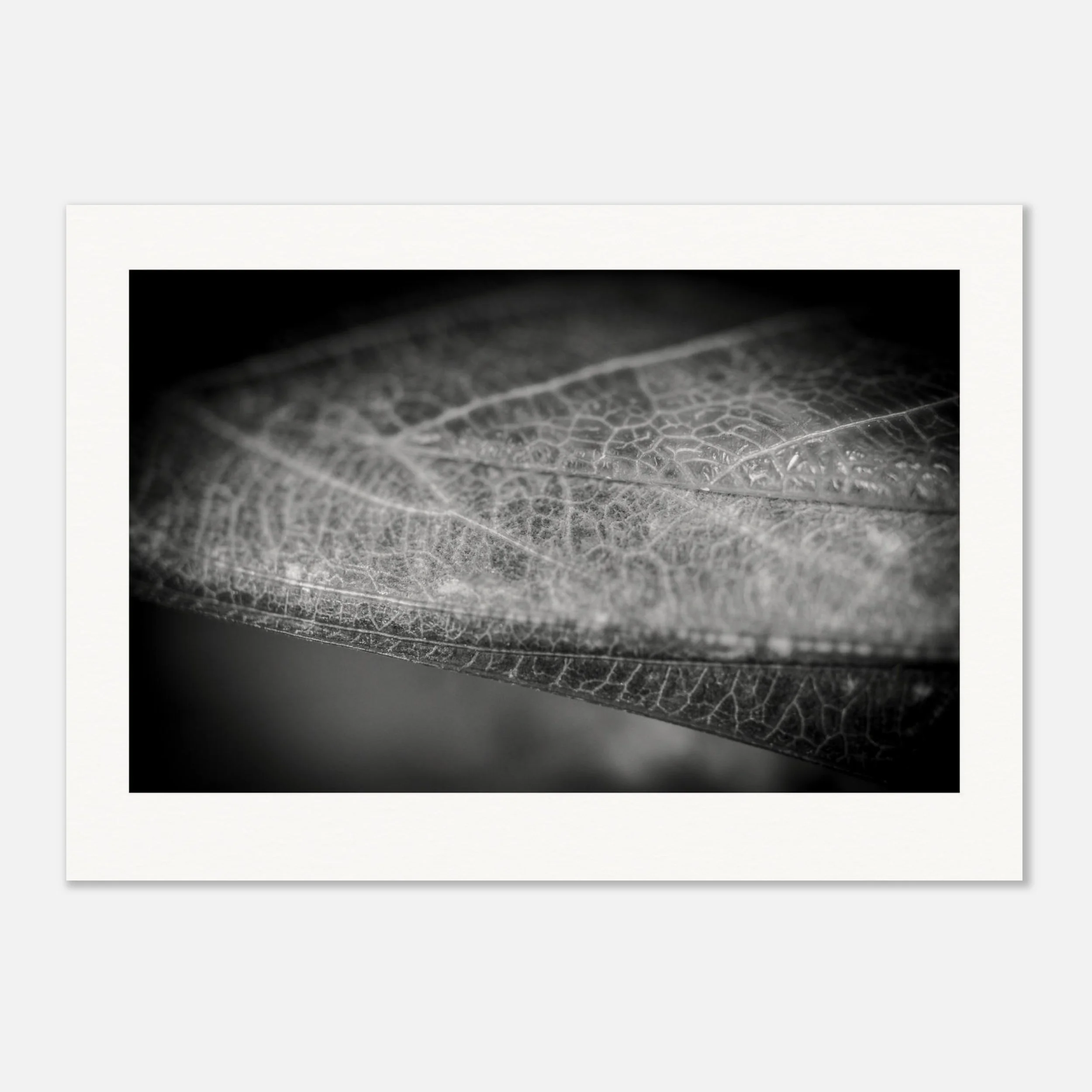 framed and unframed art print praying mantis
