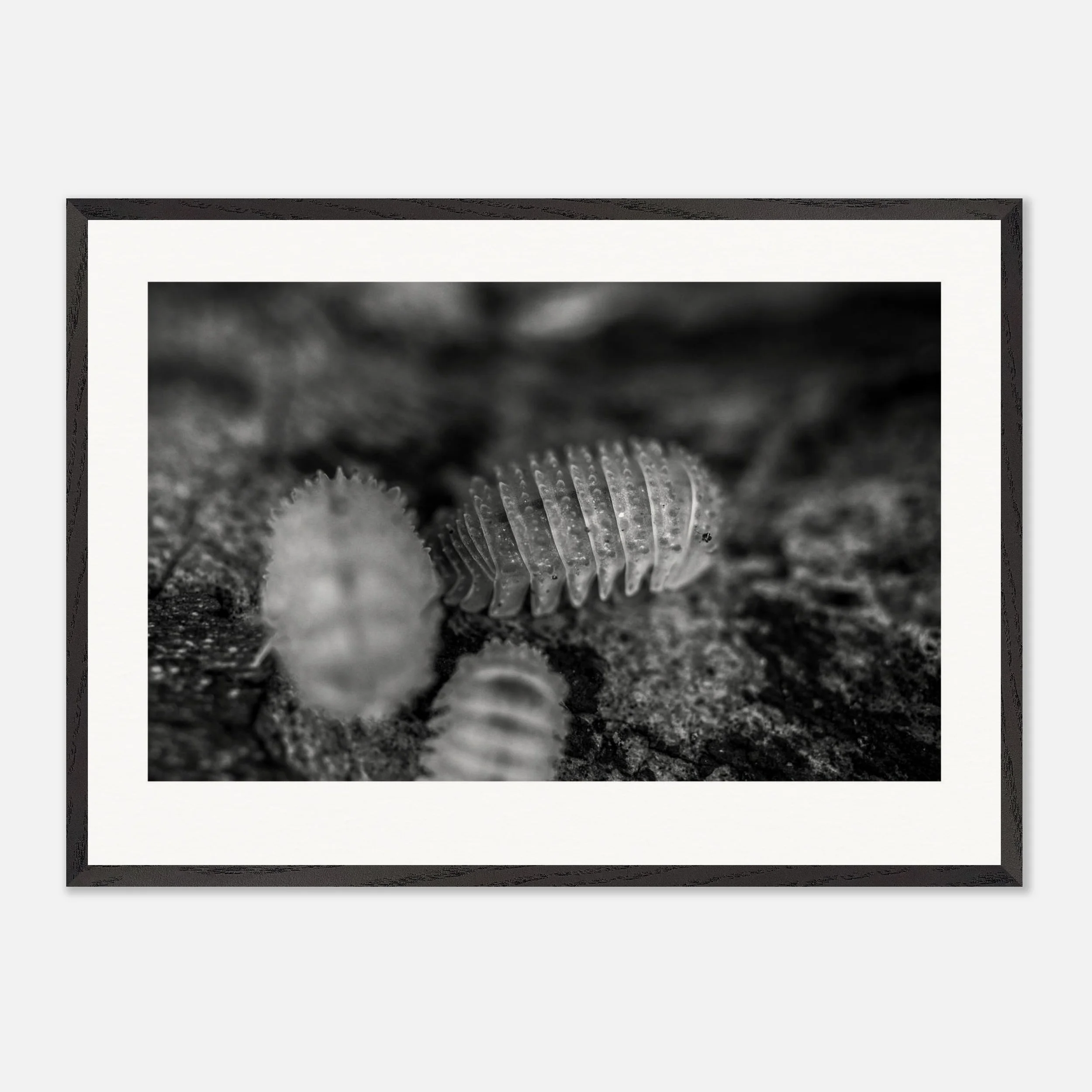 Cristarmadillidium muricatum \\ Crystal Pineapple Print