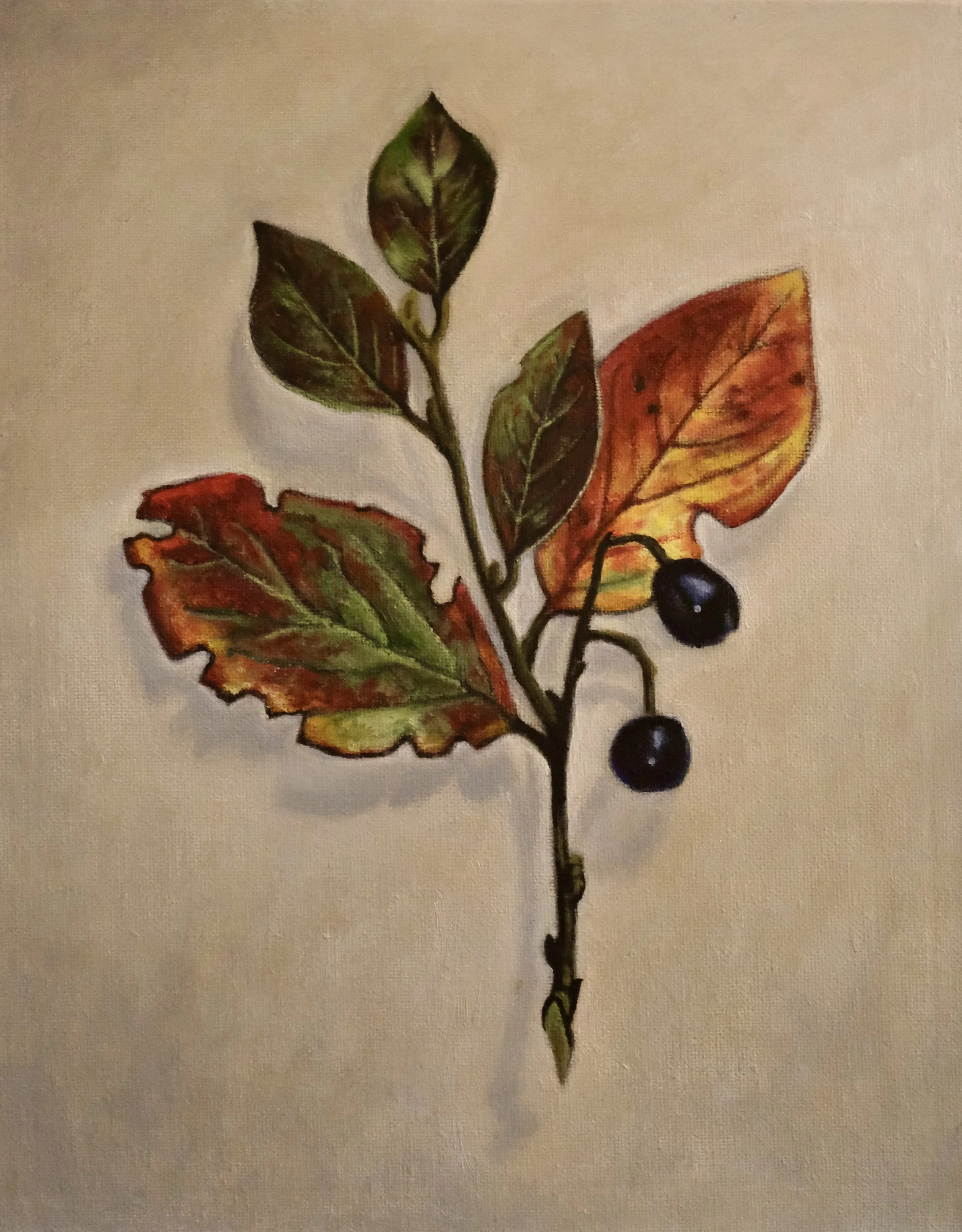 A15.Fall Cotoneaster.JPG
