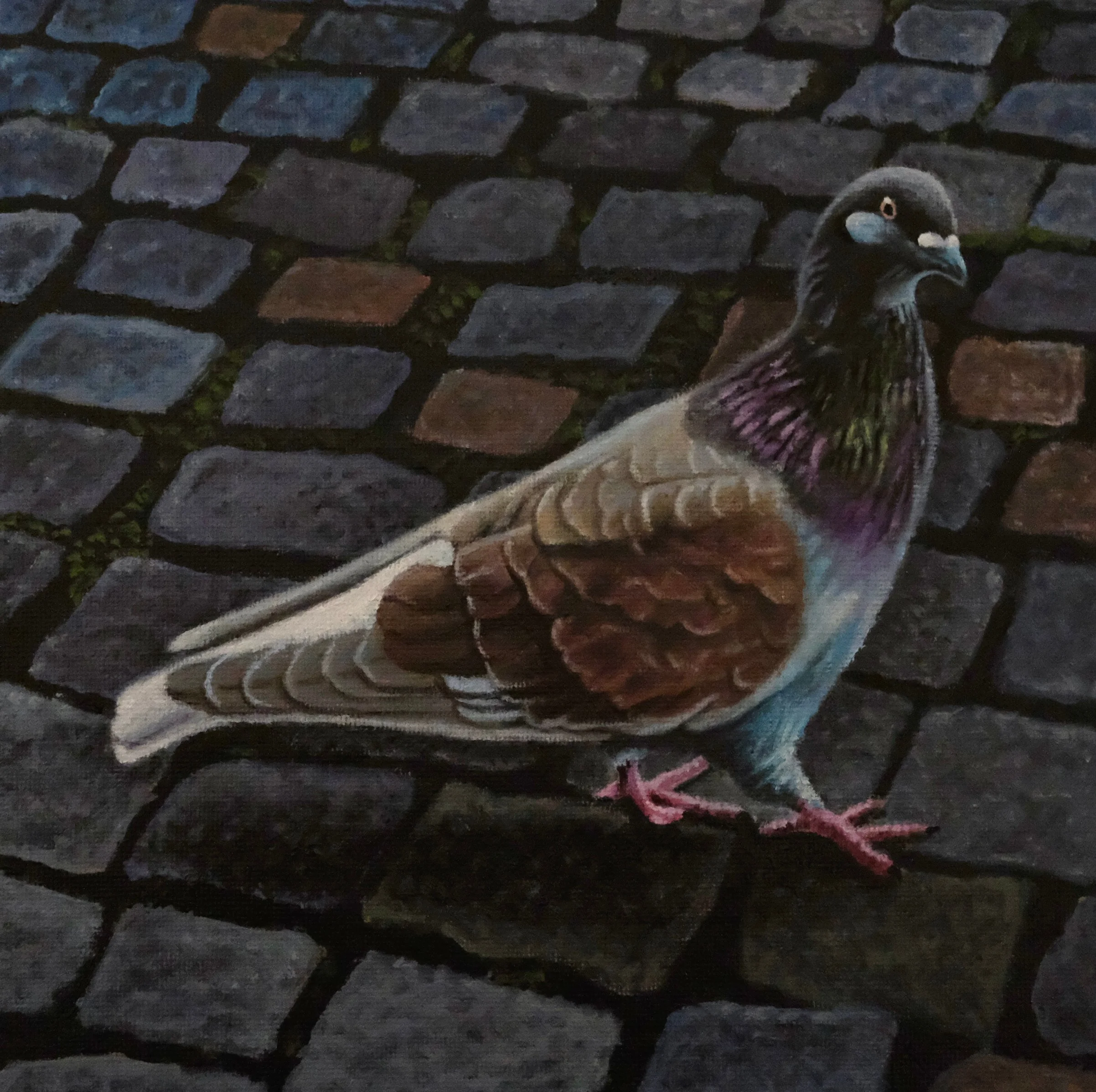 A17.pigeon.jpg