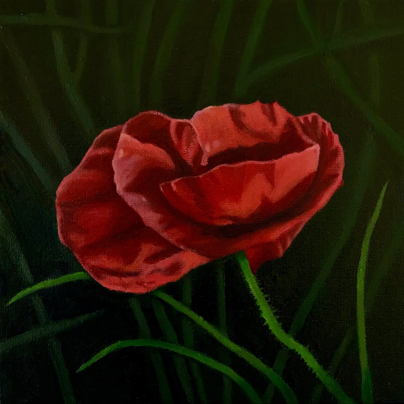 Poppy#4   8" x 8"  $425