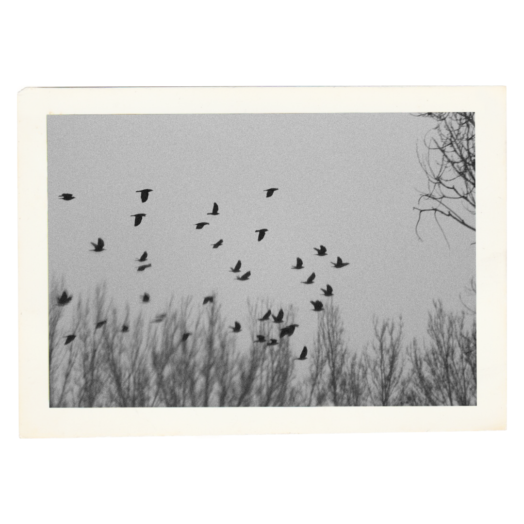 Vogels vliegen in de lucht boven de boomtoppen in een zwart-wit foto.