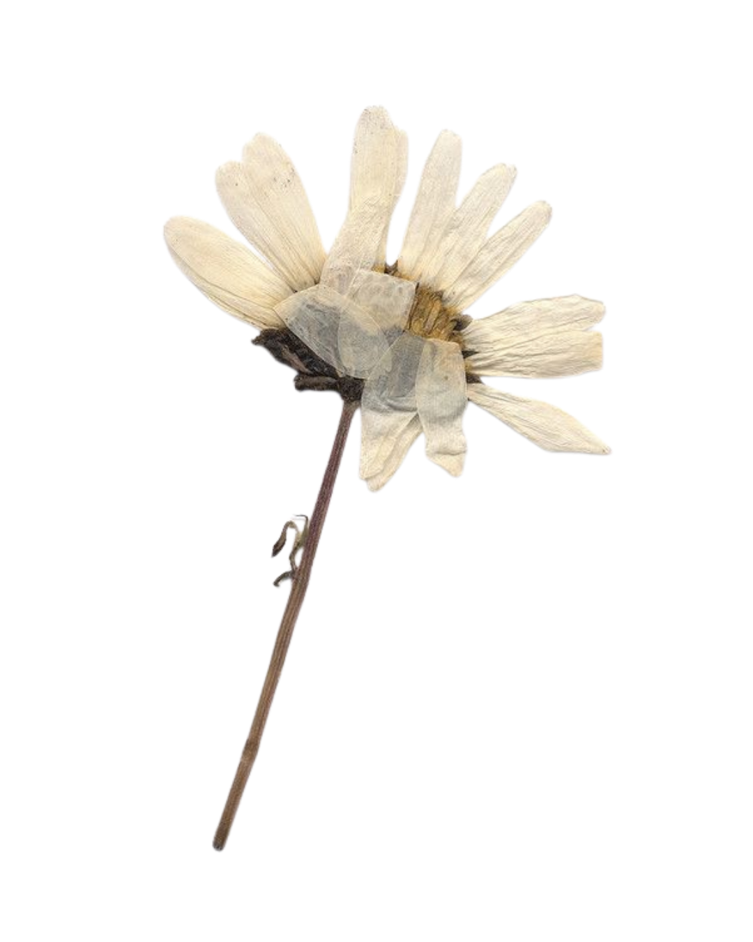 Een gedroogde bloem met witte bloemen en een bruine stengel