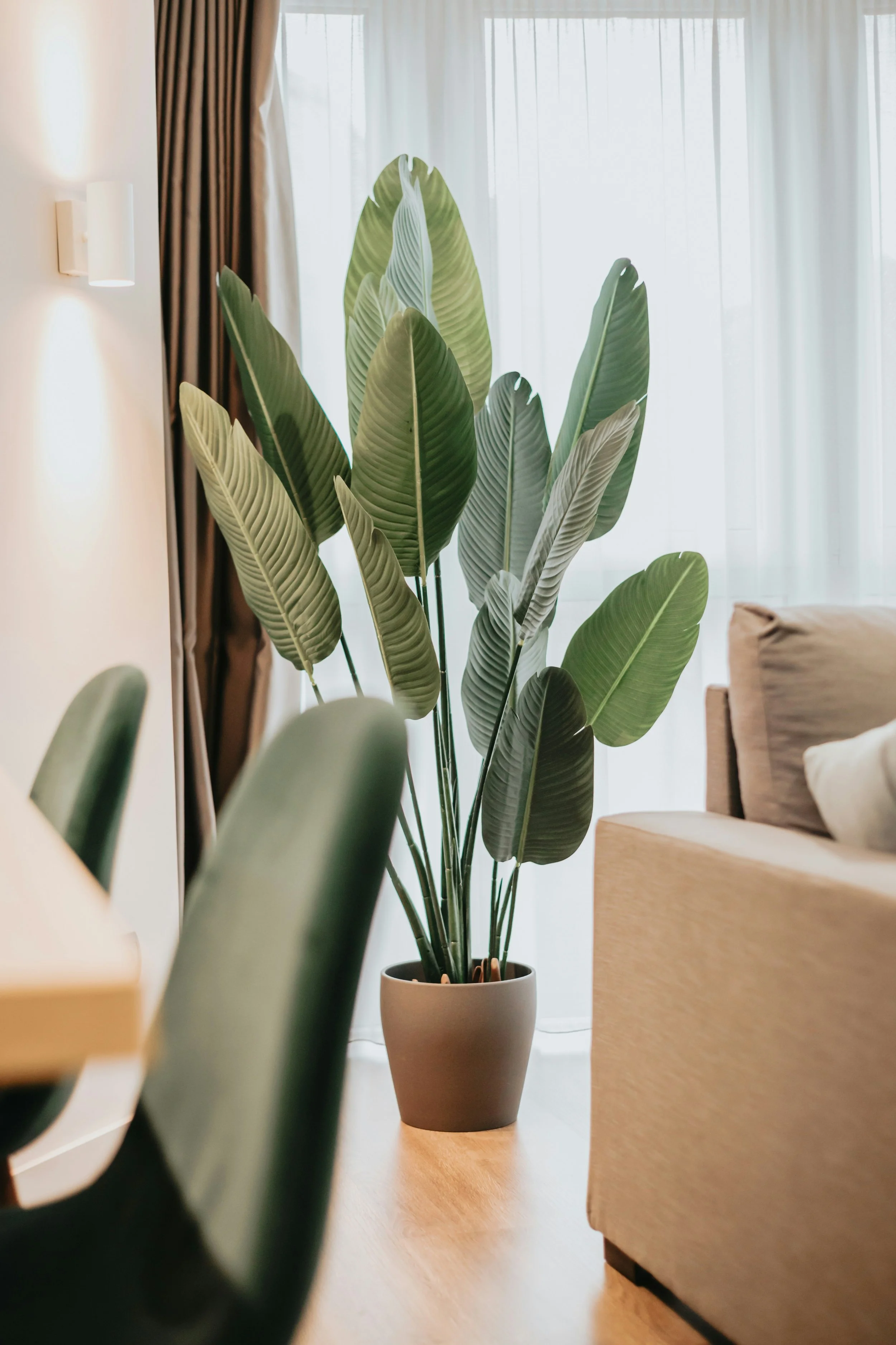 Indoor scene with a tall potted plant with large green leaves, situated on a light wooden floor near beige furniture, partially obscured by a white chair and other objects, with curtains and a window in the background.
