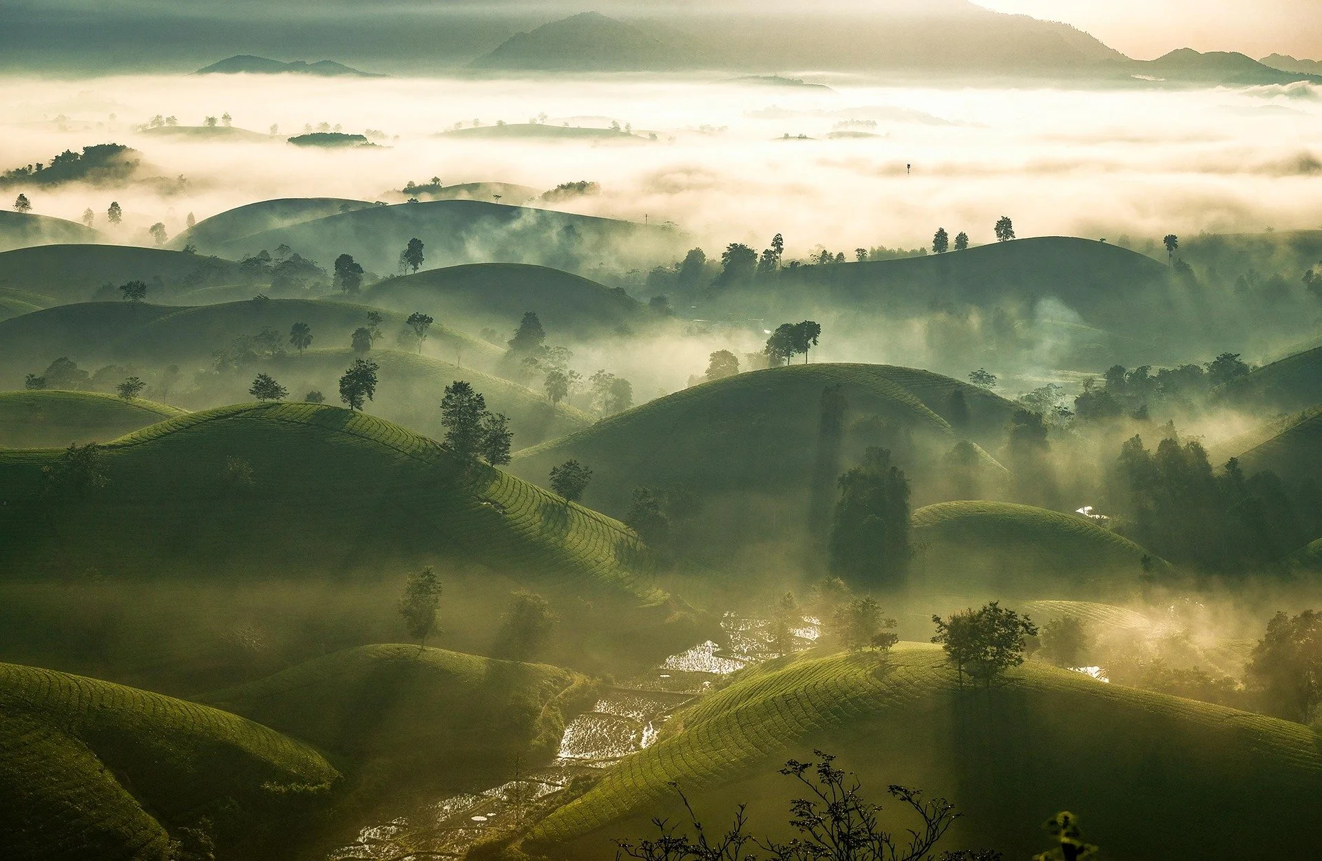 A scenic landscape of rolling green hills with scattered trees, partly covered in fog, with distant mountains in the background.