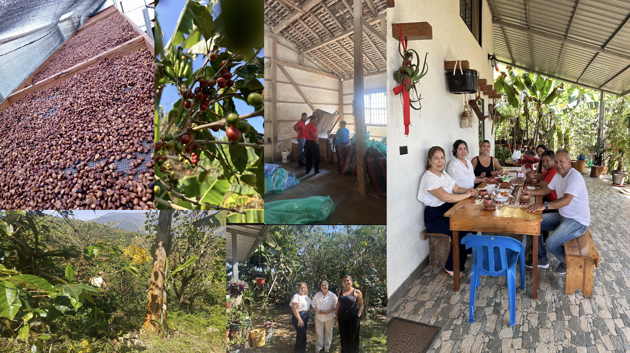 Gruppemedlemmer samles rundt etutendørs bord for en matsetting, med et plantemiljø og banantrær i bakgrunnen. Bildet viser et innendørsrom med tre personer som snakker, og bilder av kaffeplanter og tørkede kaffebønner, samt et område med kaffebønner som tørkes i solen.