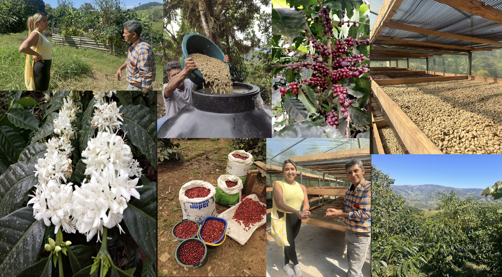 Bilder av kaffebønner, kaffeblomster, kaffeplantasjer, og mennesker som høster og behandler kaffebønner i en landlig setting.