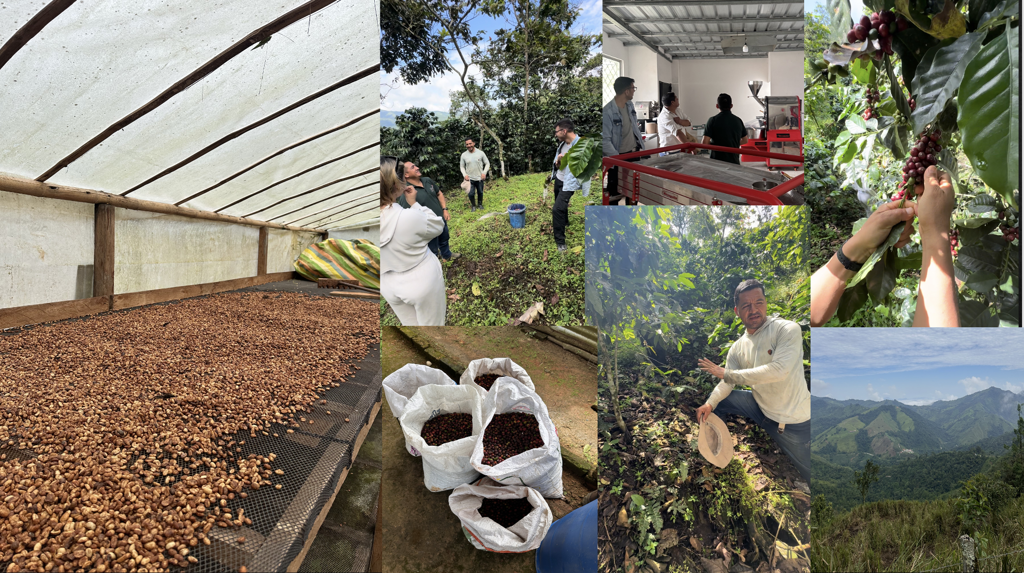 Bilder av kaffeproduksjon: tørkede kaffebønner i tørkesystem, folk som arbeider i kaffeplantasjen, kaffebønner i hager, og landskap av fjell med kaffeplanter.
