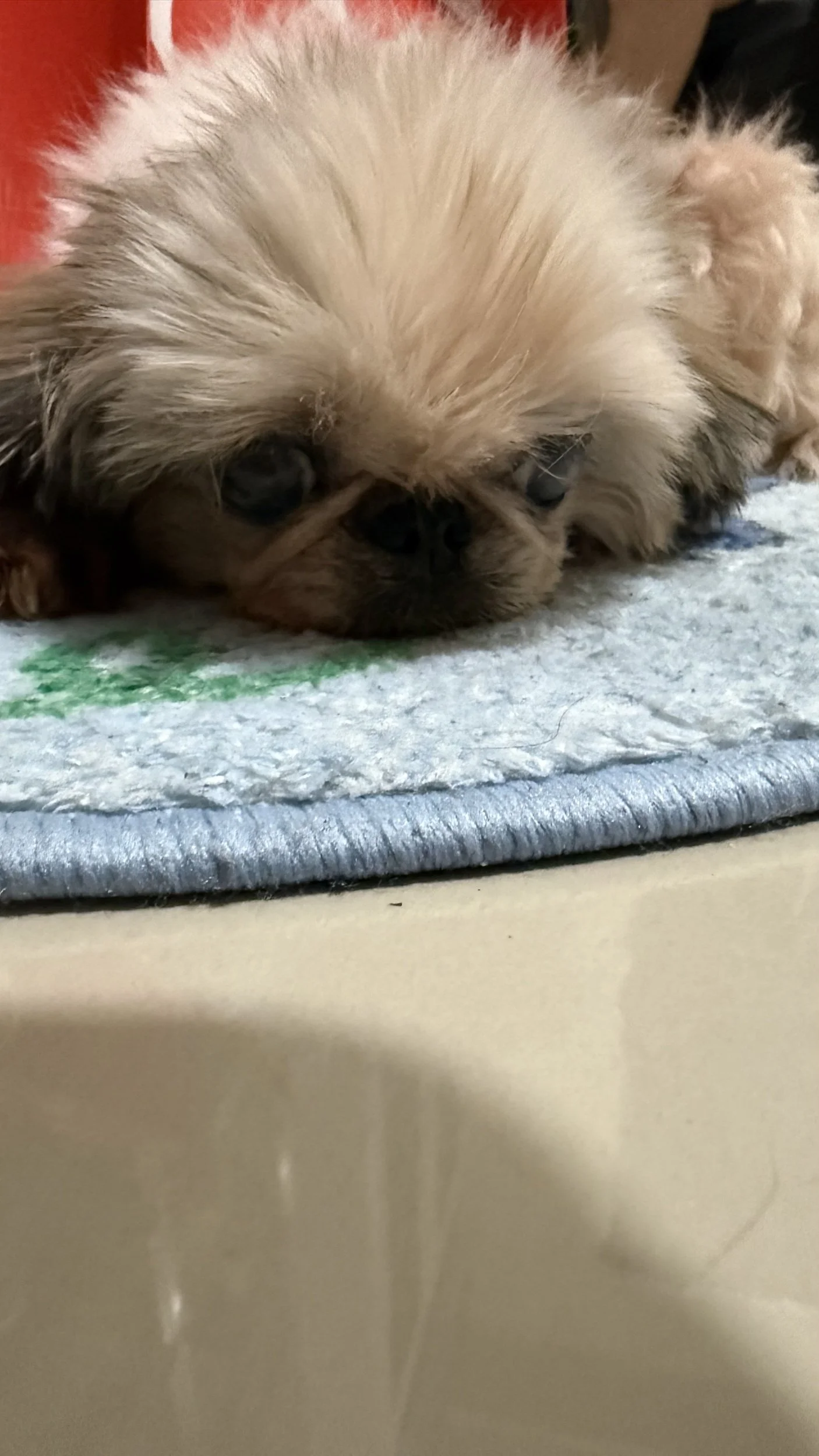 A reminder from a fourteen year old dog