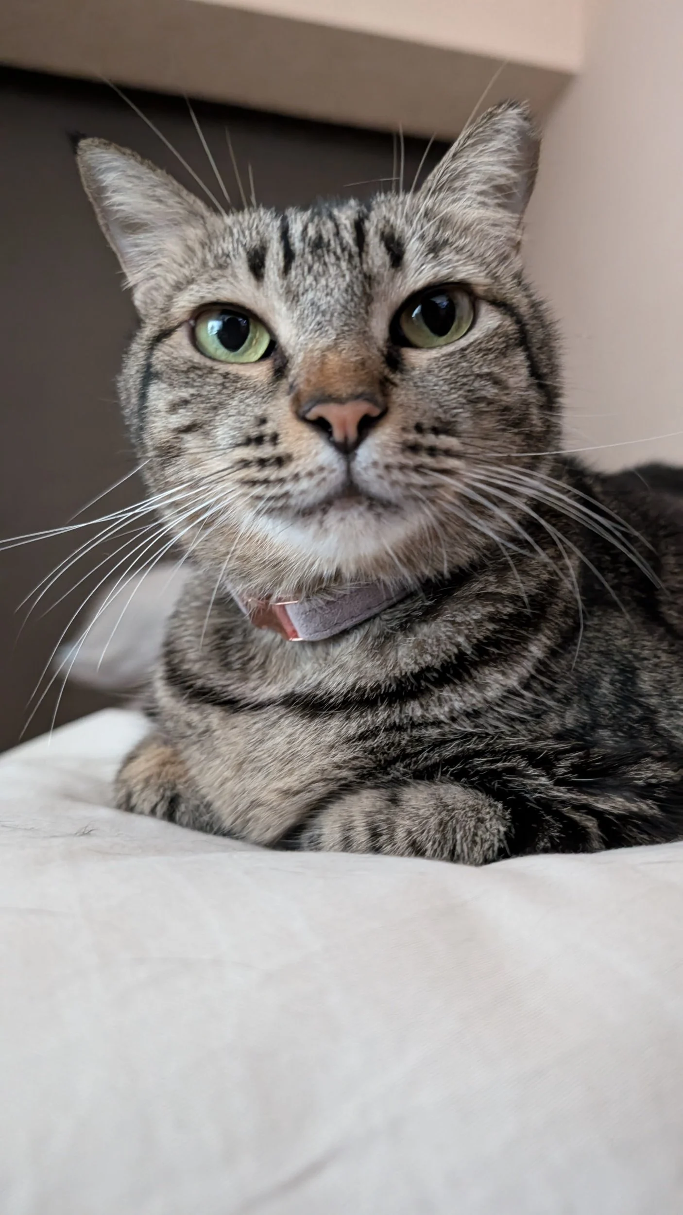 Big Time is a loved cat